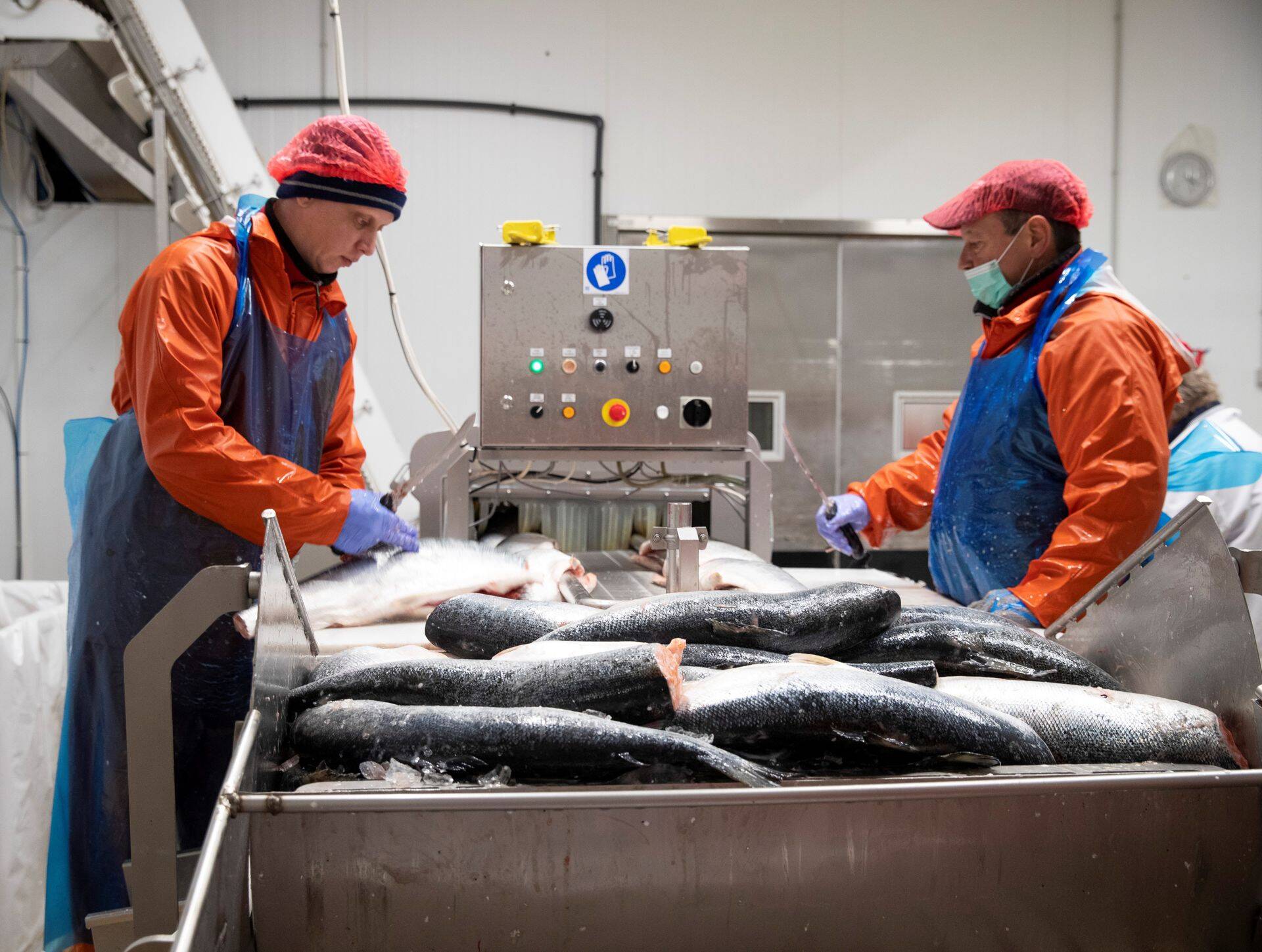 M.V.Wooli kalatööstus on listeeriabakteri tõttu suletud.