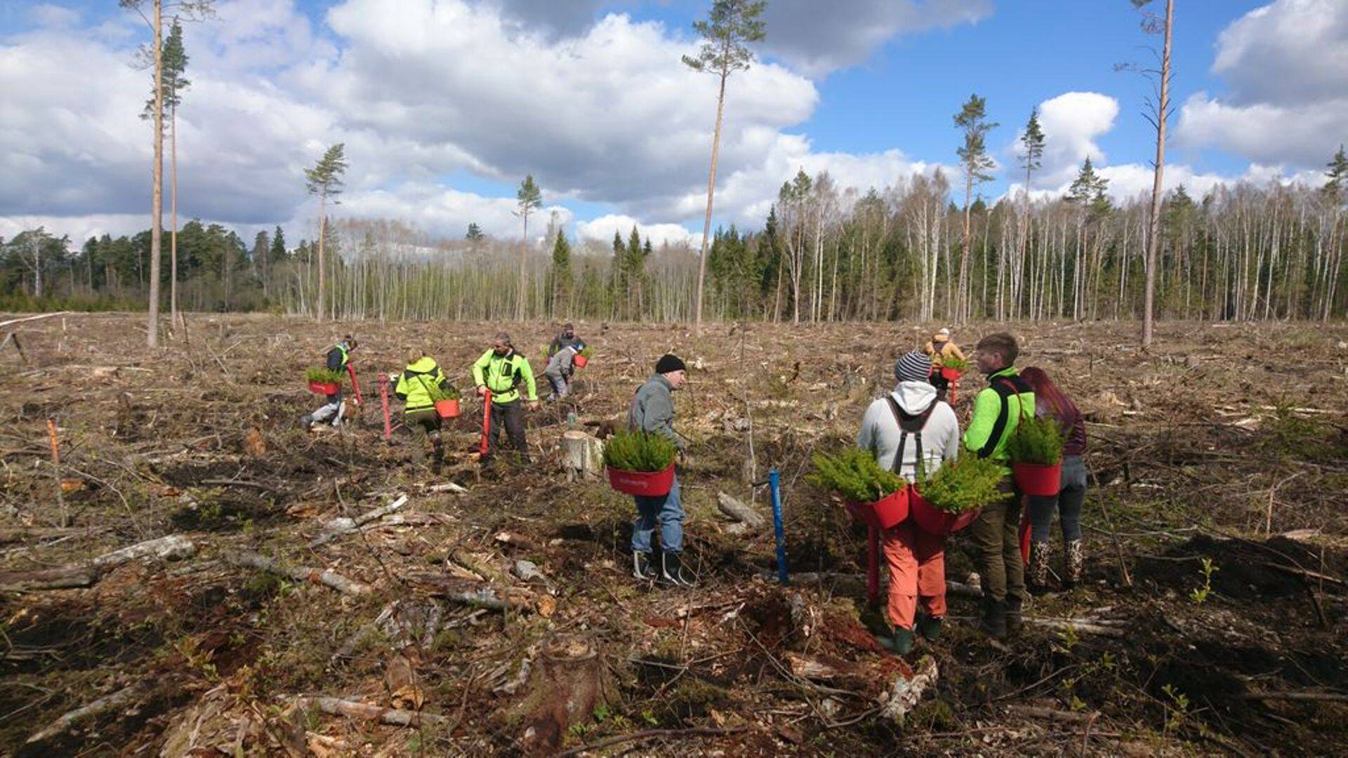 Metsaühistute metsapäevadel pandi erametsadesse kasvama üle 25 000 puu