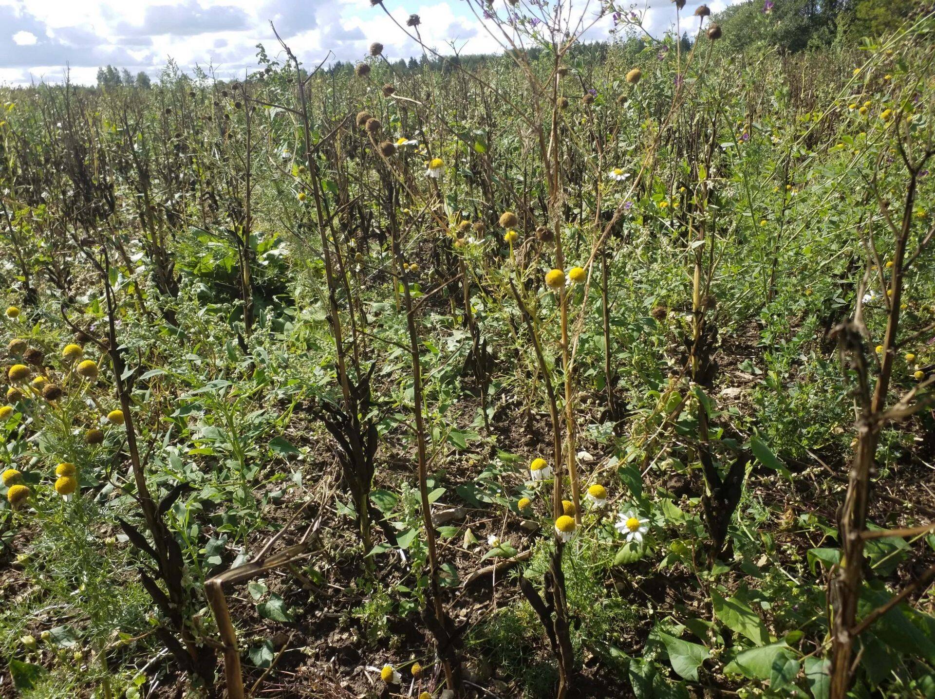 Koristusküps umbrohtunud põlduba, 22.08.2018.a.