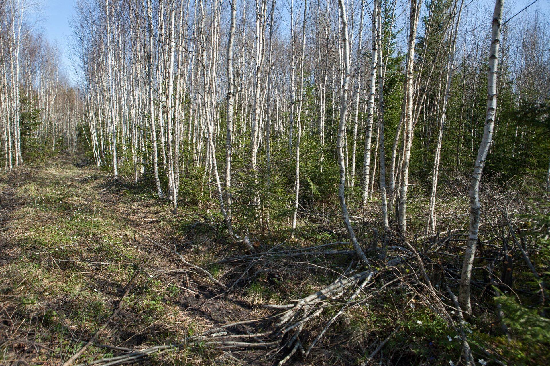 Metsa hooldamiseks määrati toetust 2,36 miljonit eurot