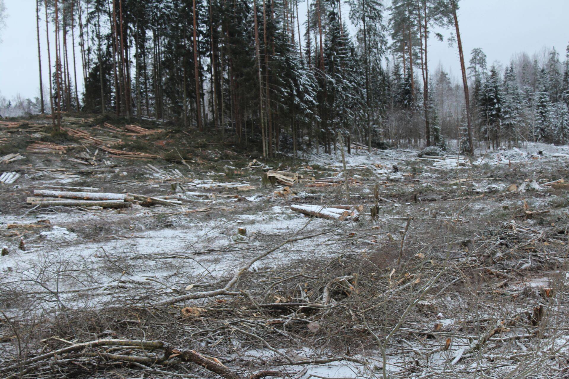 Keskkonnaminister räägib järjest aktiivsemalt raiemahu vähendamisest.