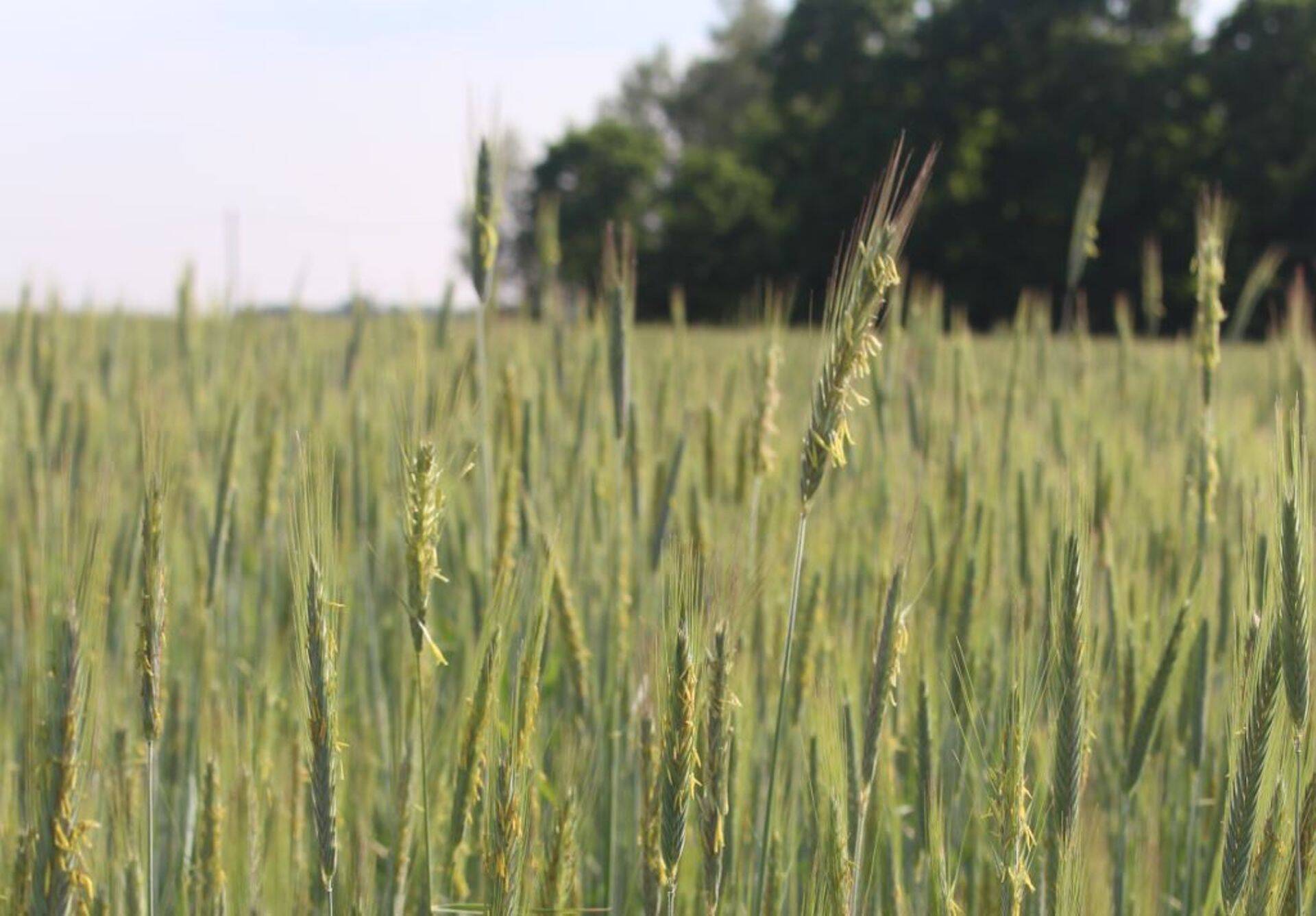 Õitsev 'Sangaste' rukis.