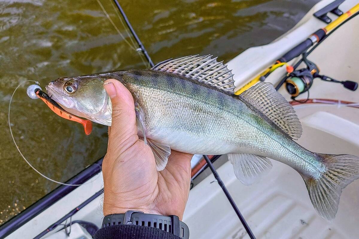 Koha kaitseb kudepesa agressiivselt ning sellel on oma ökoloogiline eesmärk – kaitsta arenevat marja. Kui isakoha pesalt ära püüda, võib selle kudemispingutuse korstnasse kirjutada.