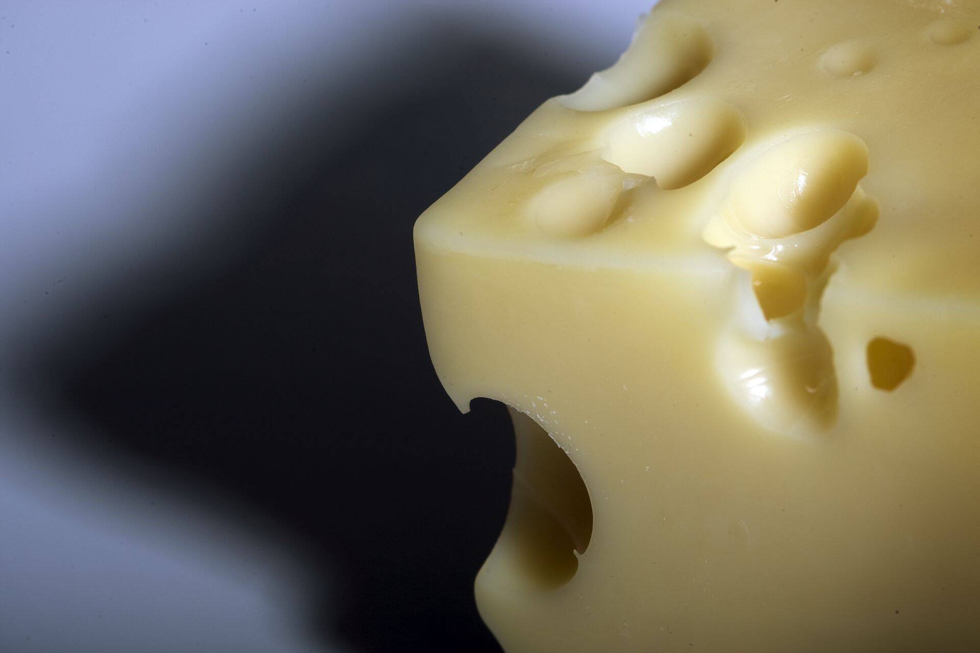 Piimatoodete eksport on languses.