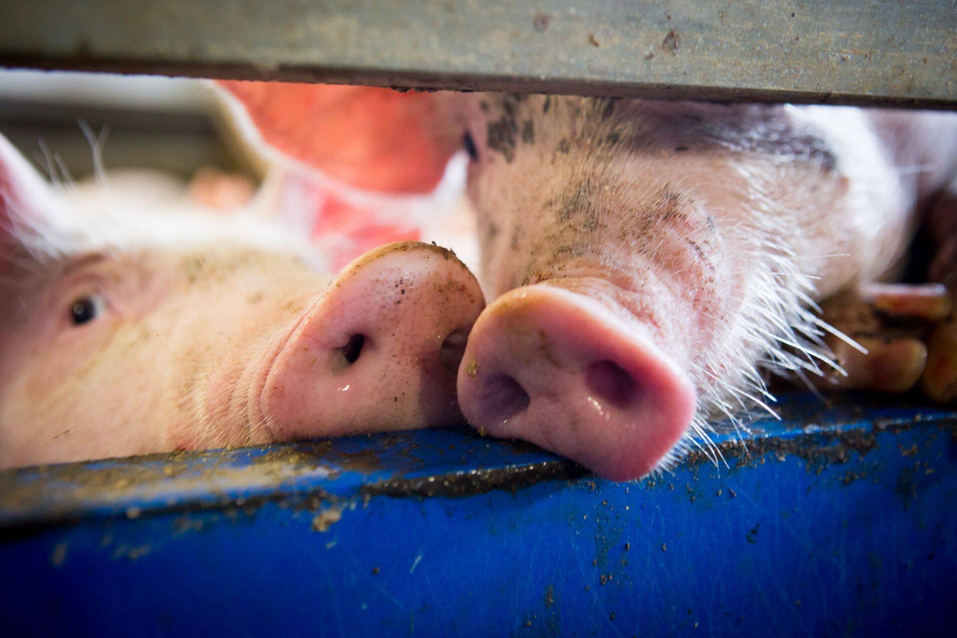 Sealihatootja ja -töötleja AS Rey sulgeb uksed.