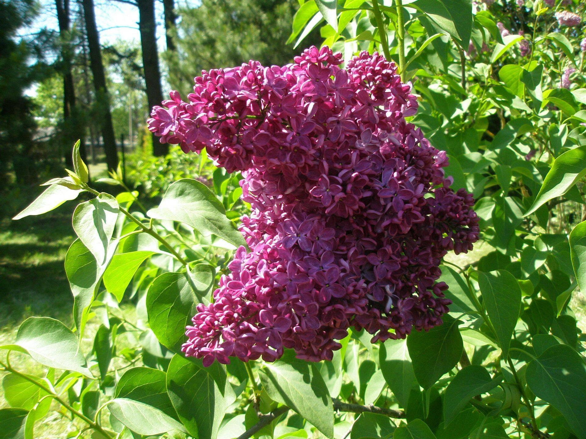 Sort 'Znamja Lenina' on tugeva lillakas-roosa tooniga.