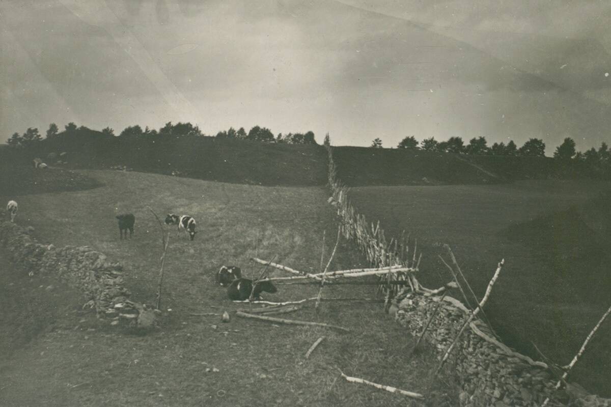 Idülliline vaade enne Teist maailmasõda Soontagana maalinna jalamil karjatatud lehmadele. © ERM