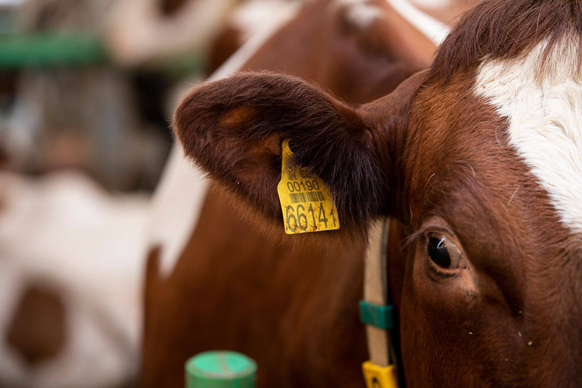 Eelmisel aastal uuriti kokku 1715 proovi, millest vaid 0,12% ei vastanud nõuetele.