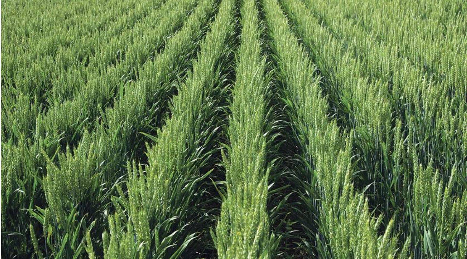 Elatus fungitsiidid annavad põuastes tingimustes eelise.