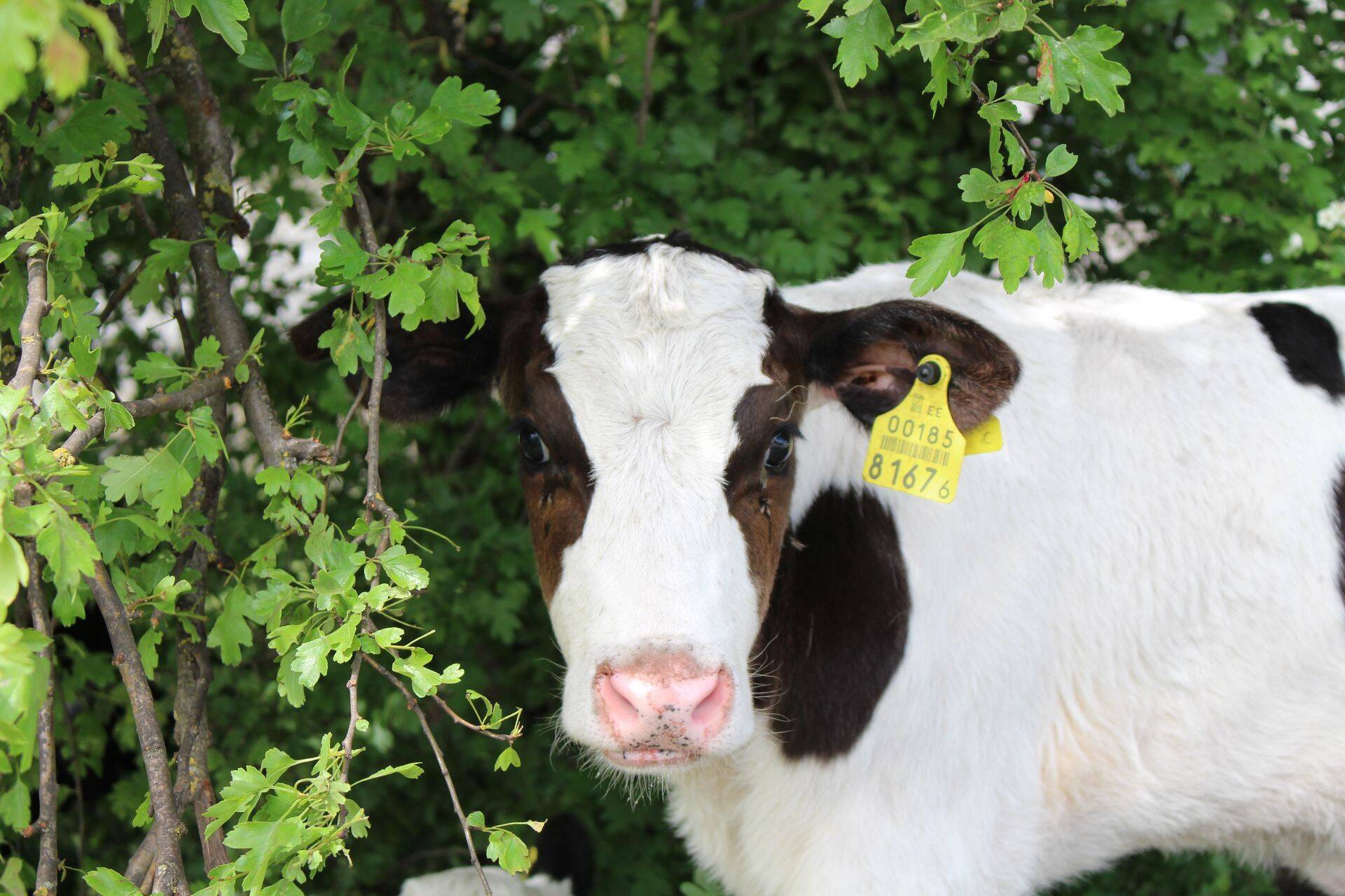 Väikeste piimafarmide toetus kahekordistub