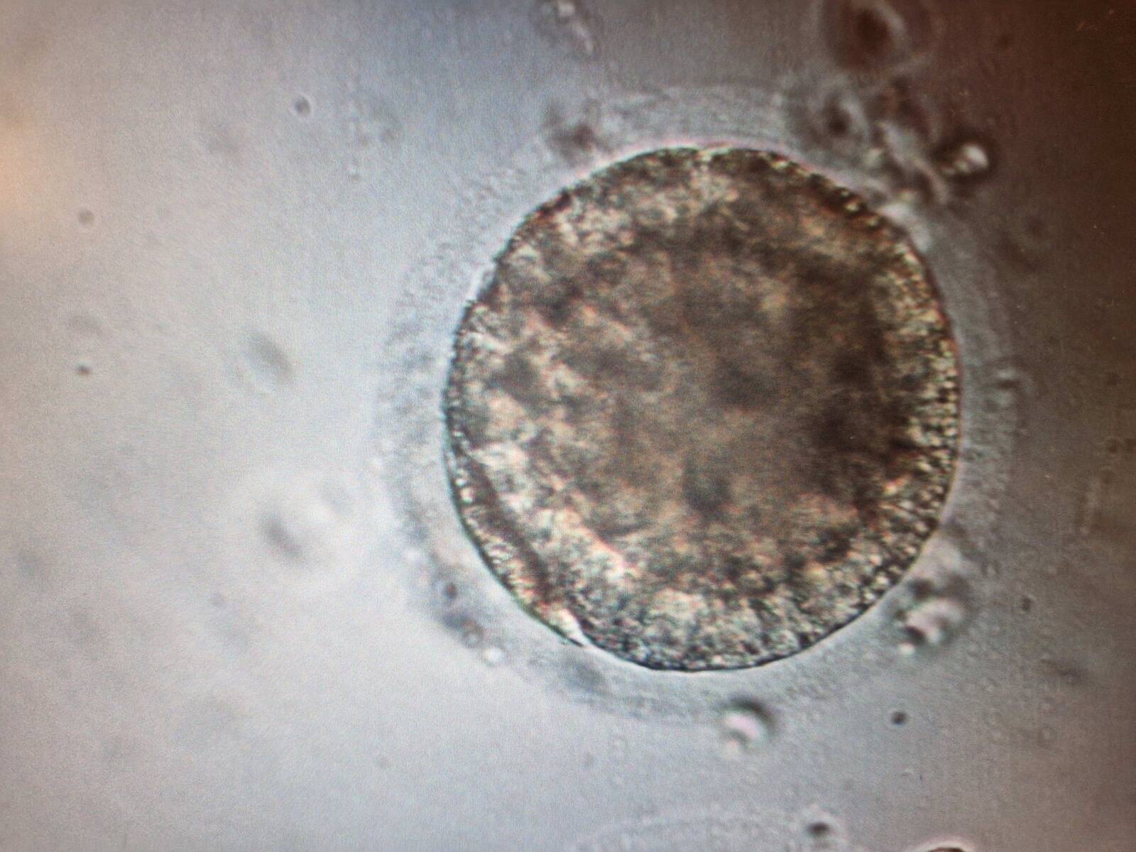 Läbimurre teaduses: Eesti Maaülikoolis klooniti hobune.