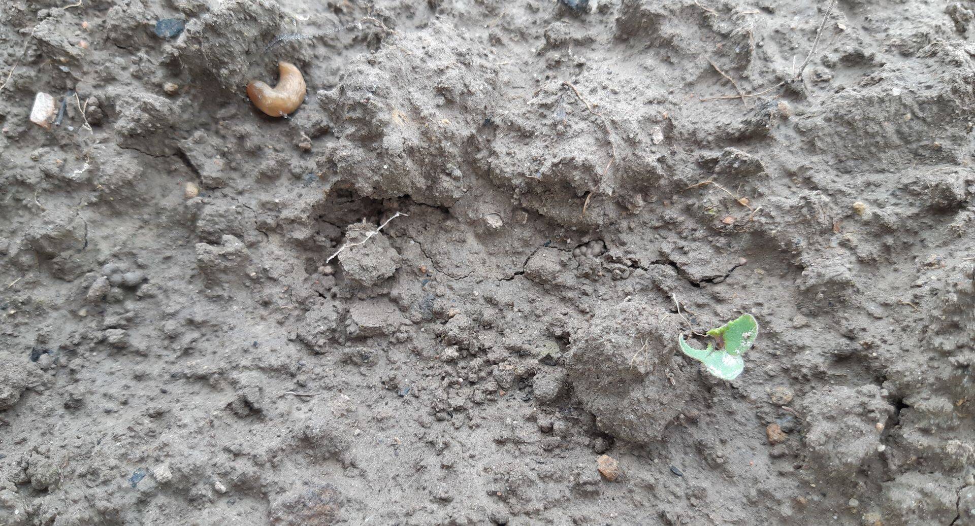 Nälkjad teevad puhta töö kui ei ole neist targem ja kiirem.