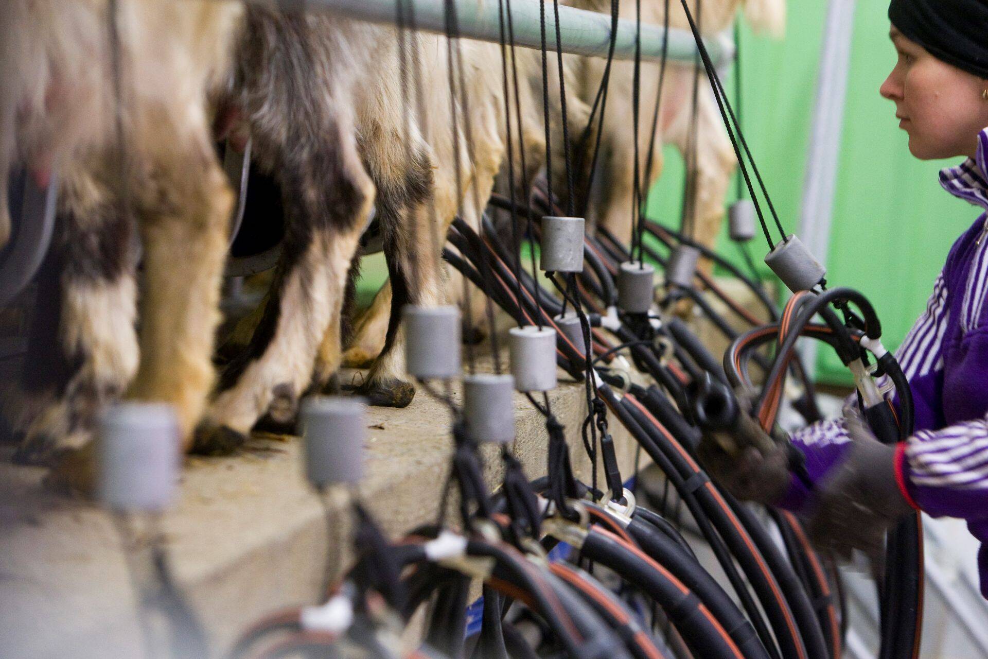 Igapäevased farmitööd kitsefarmis Ida-Virumaal.