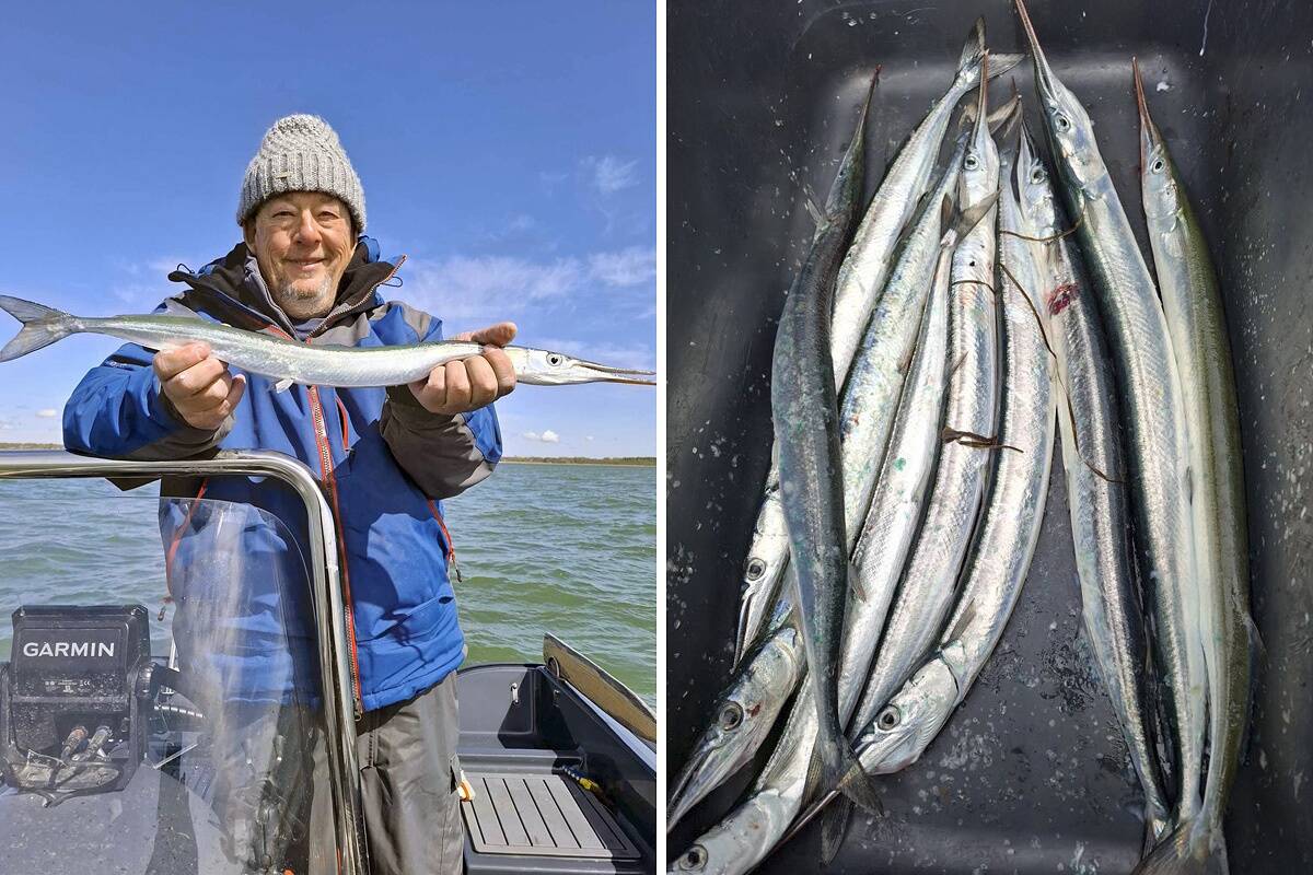 Veel möödunud nädalal oli Hiiumaa põhjaküljel tuulehaugi vähem, aga sel nädalal saadakse seda kala hästi ka Kärdla alt.