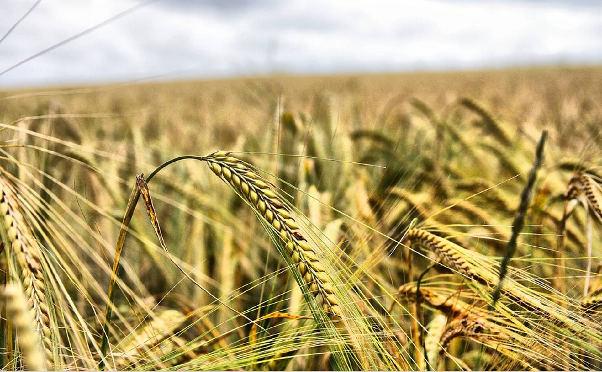 Enamus maheviljast läheb ekspordiks