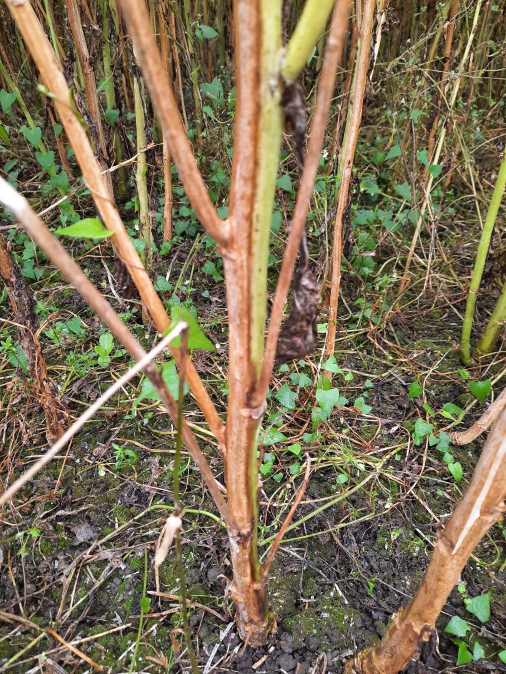 Vertitsilloosi kahjustuspilt, 2020.a.