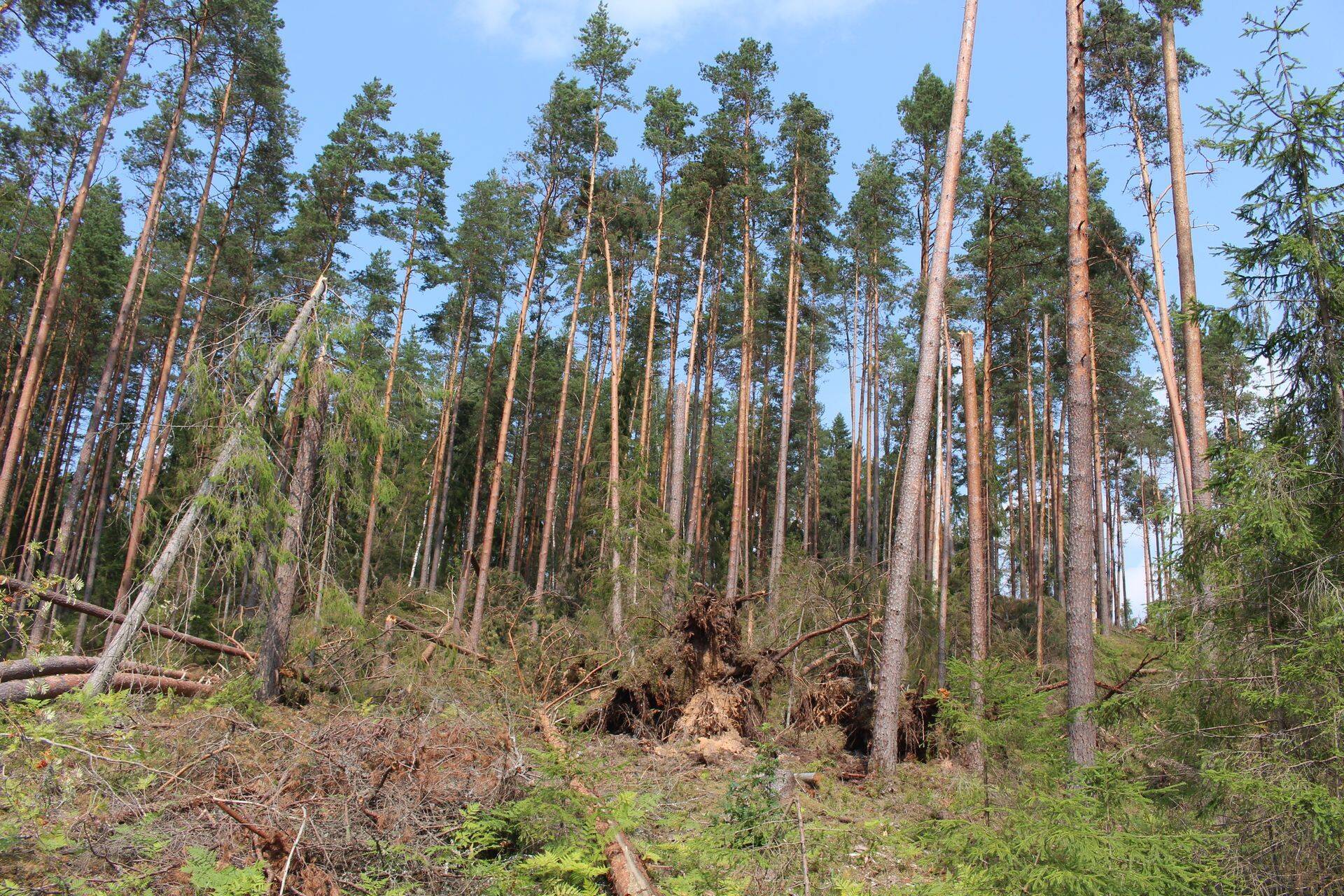 Lõuna-Eestis murdis suvine torm palju puid. Nüüd on aeg uued puud istutada.