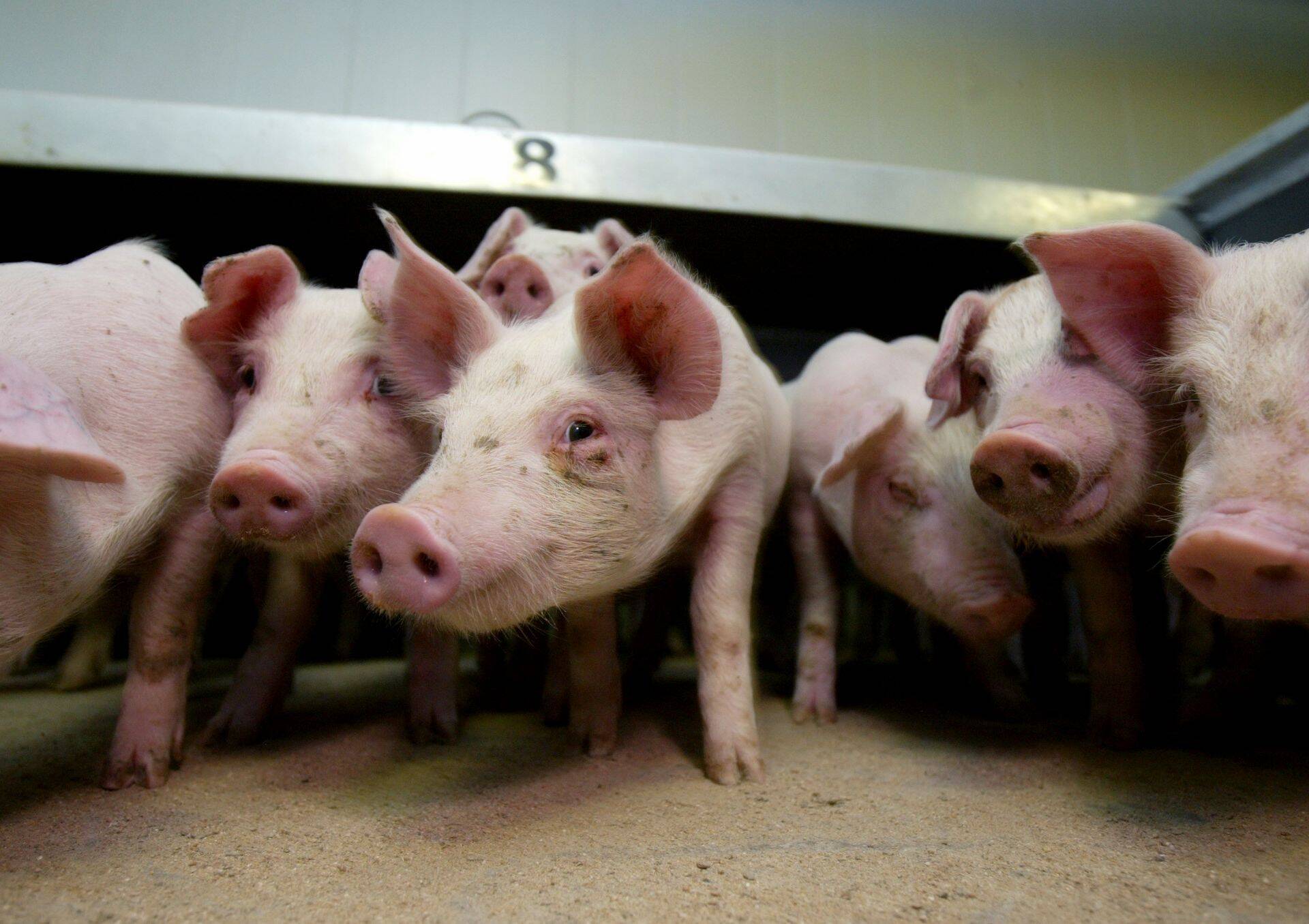 Euroopa Liidu peaveterinaarid tihendasid Slovakkias koostööd