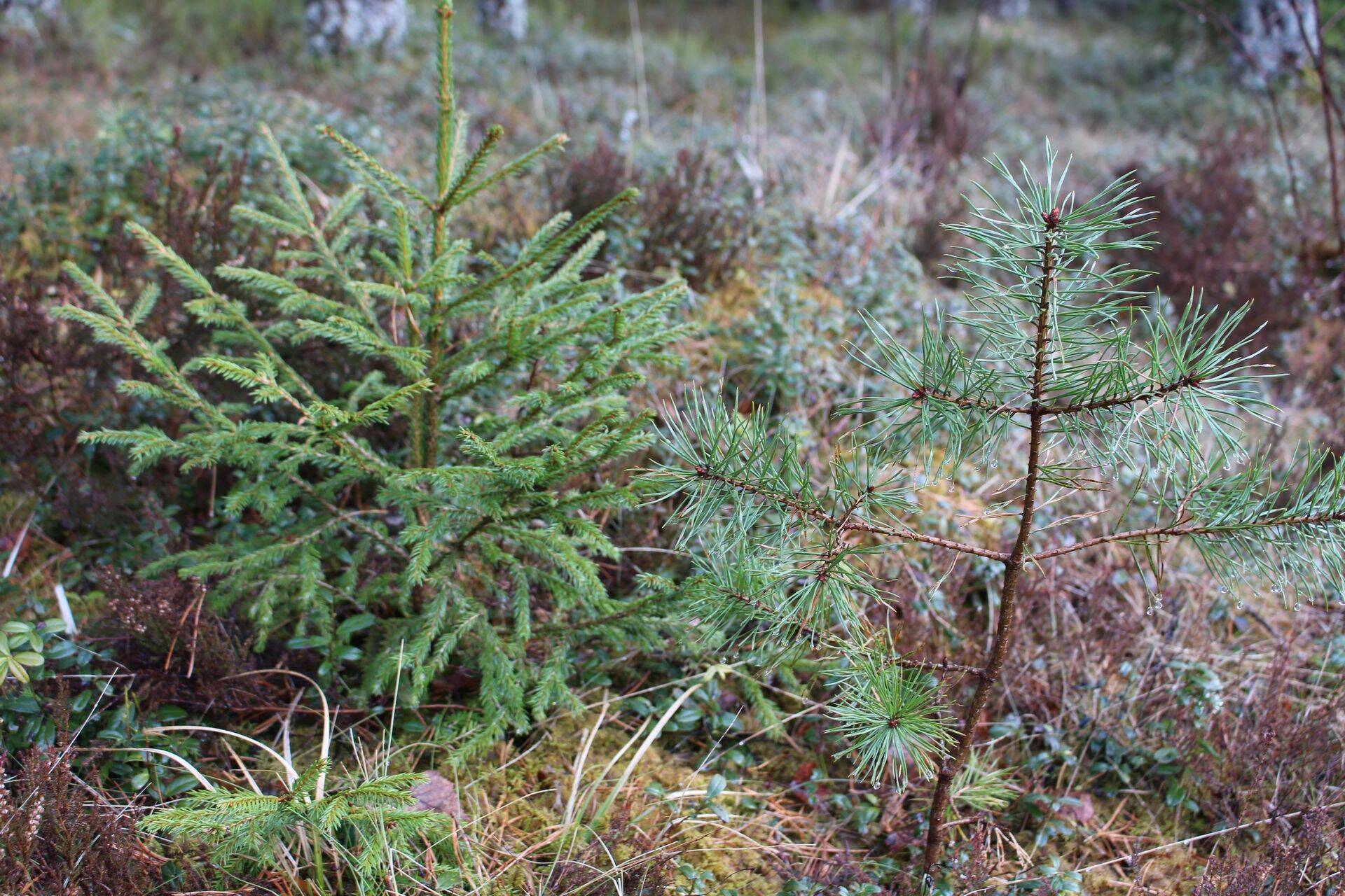 Tulekul 2017. aasta viimased metsatoetuste voorud