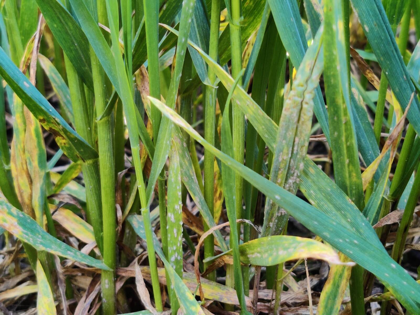 Kõrreliste jahukaste.