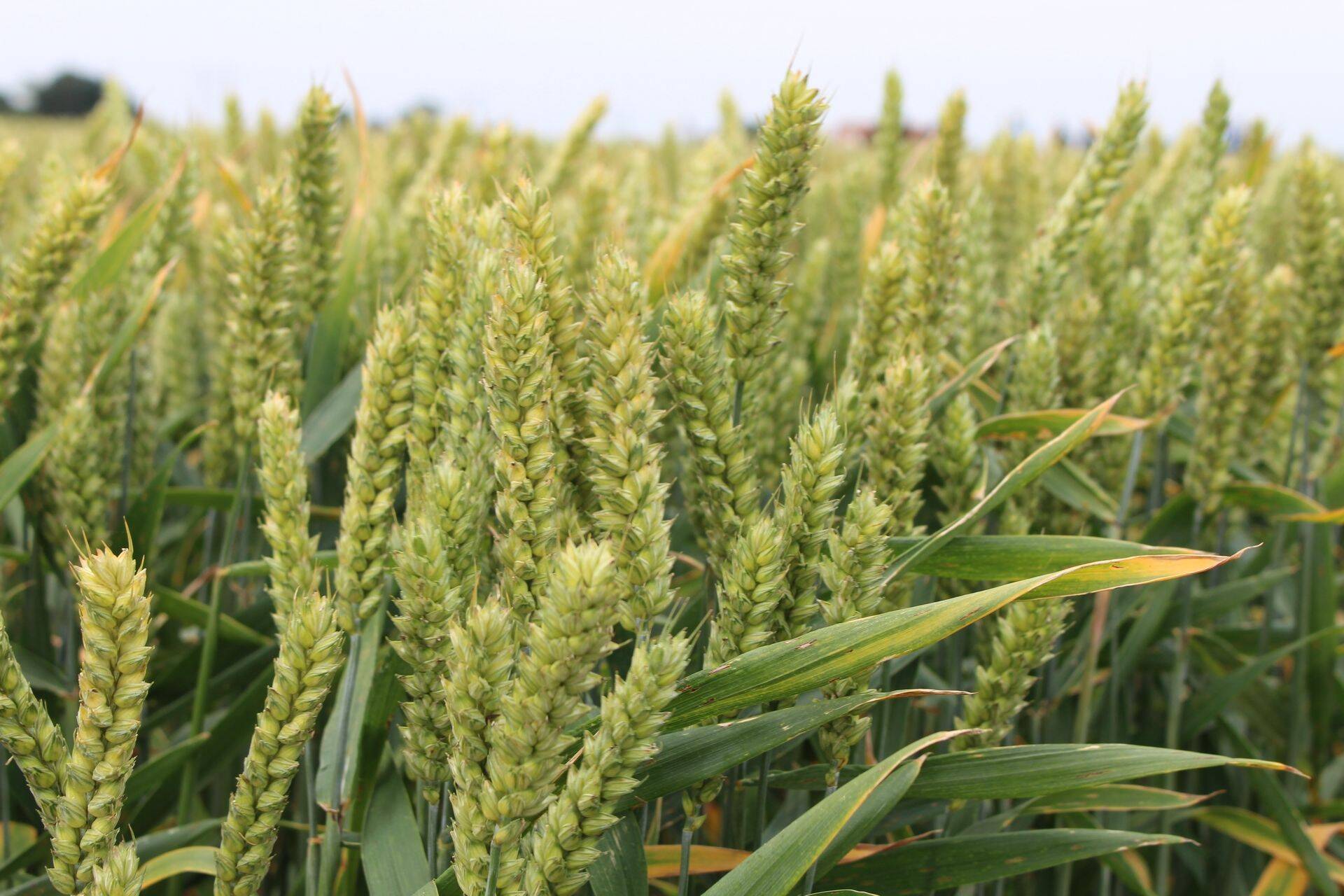 Hea saagikus aitas koristuskahjusid veidi kompenseerida