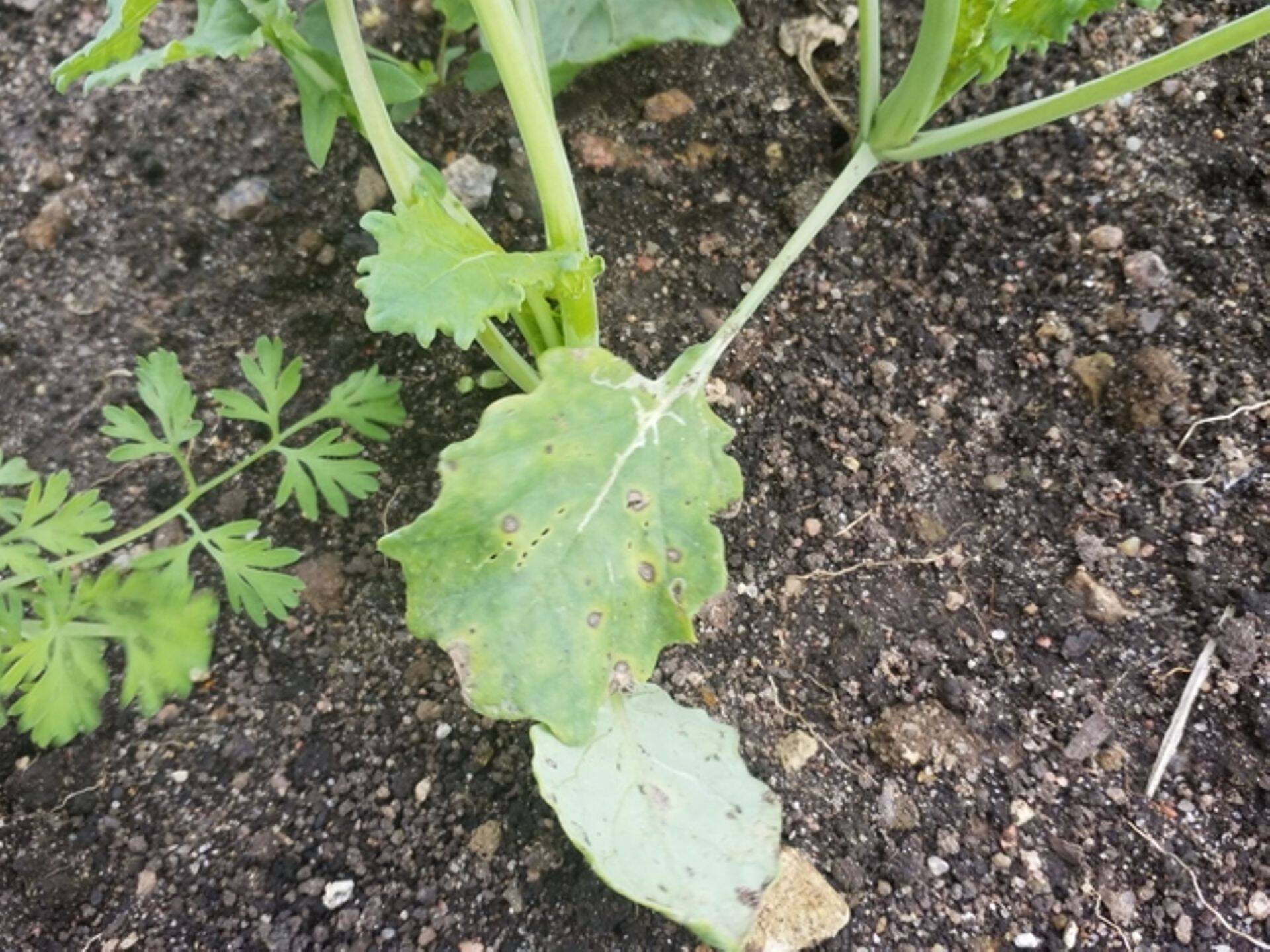 Lehtedel mustmädaniku tunnused, sügis 2018.a.