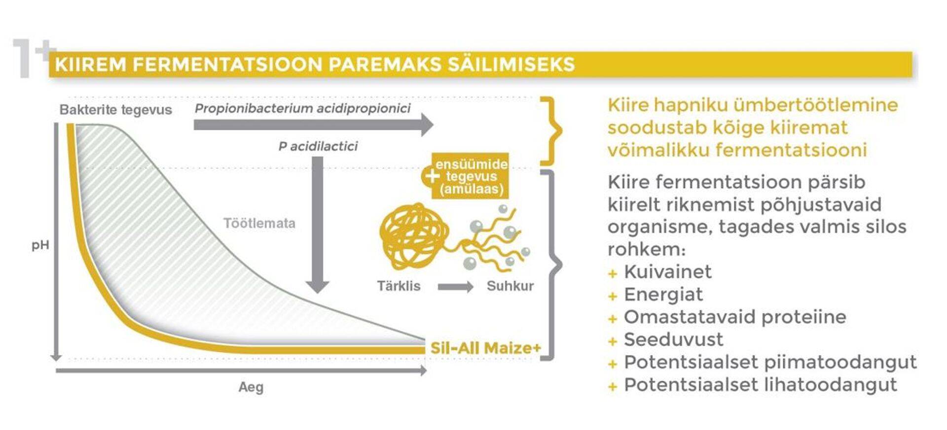 Sil-All Maize+ FVA on spetsiaalselt maisi sileerimiseks arendatud silokindlustuslisand.