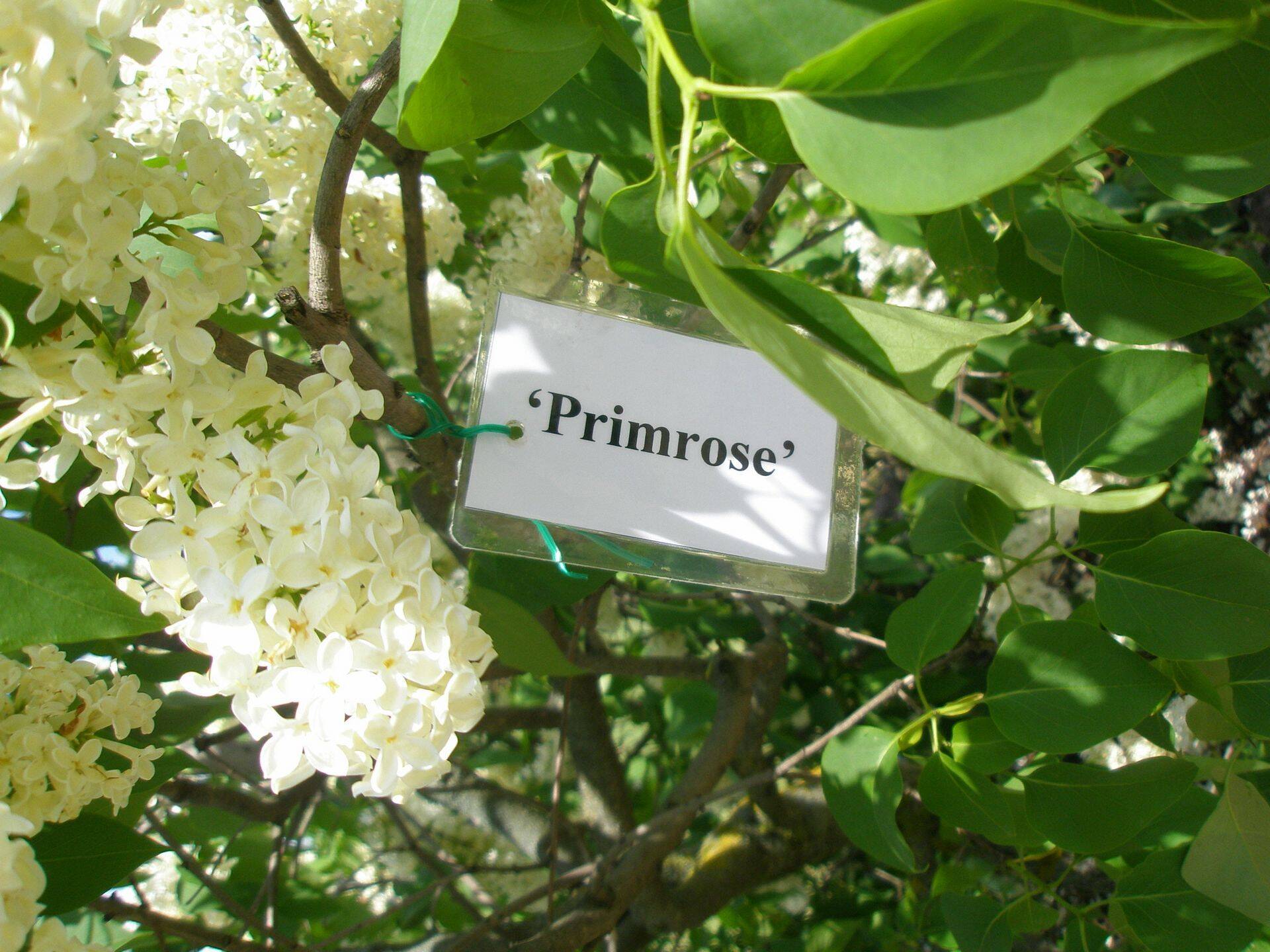 SIREL - suvealguse õiemeri koduaias