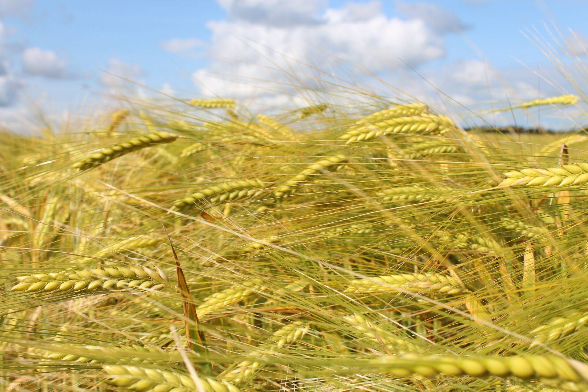 Odra kasvupind oli 2018. aastal 138 485 hektarit