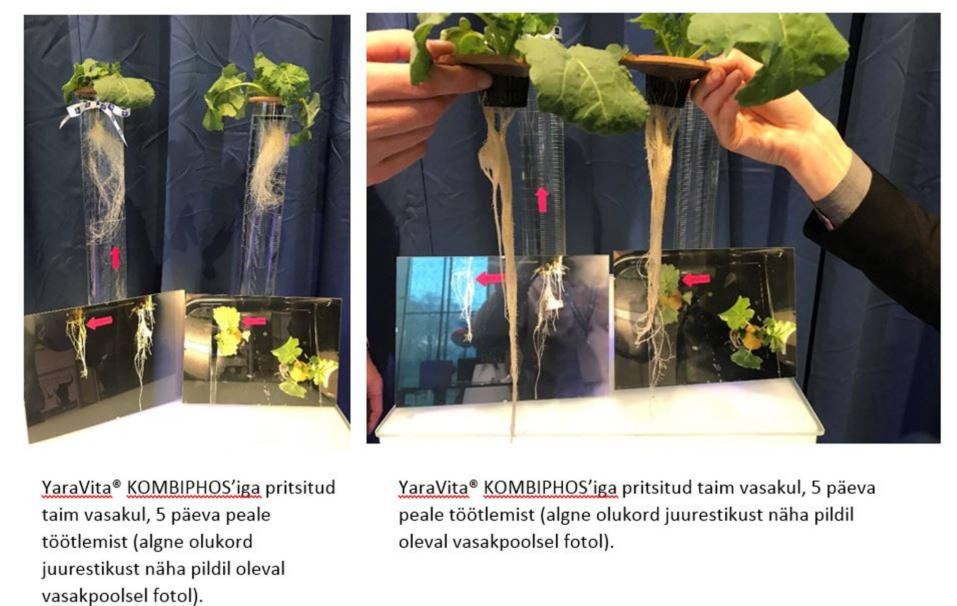 Seda, kuivõrd olulist rolli mängib fosfor taimede kasvus ja arengus, näitasid väga hästi kasvulahuses kasvanud rapsitaimede juured.