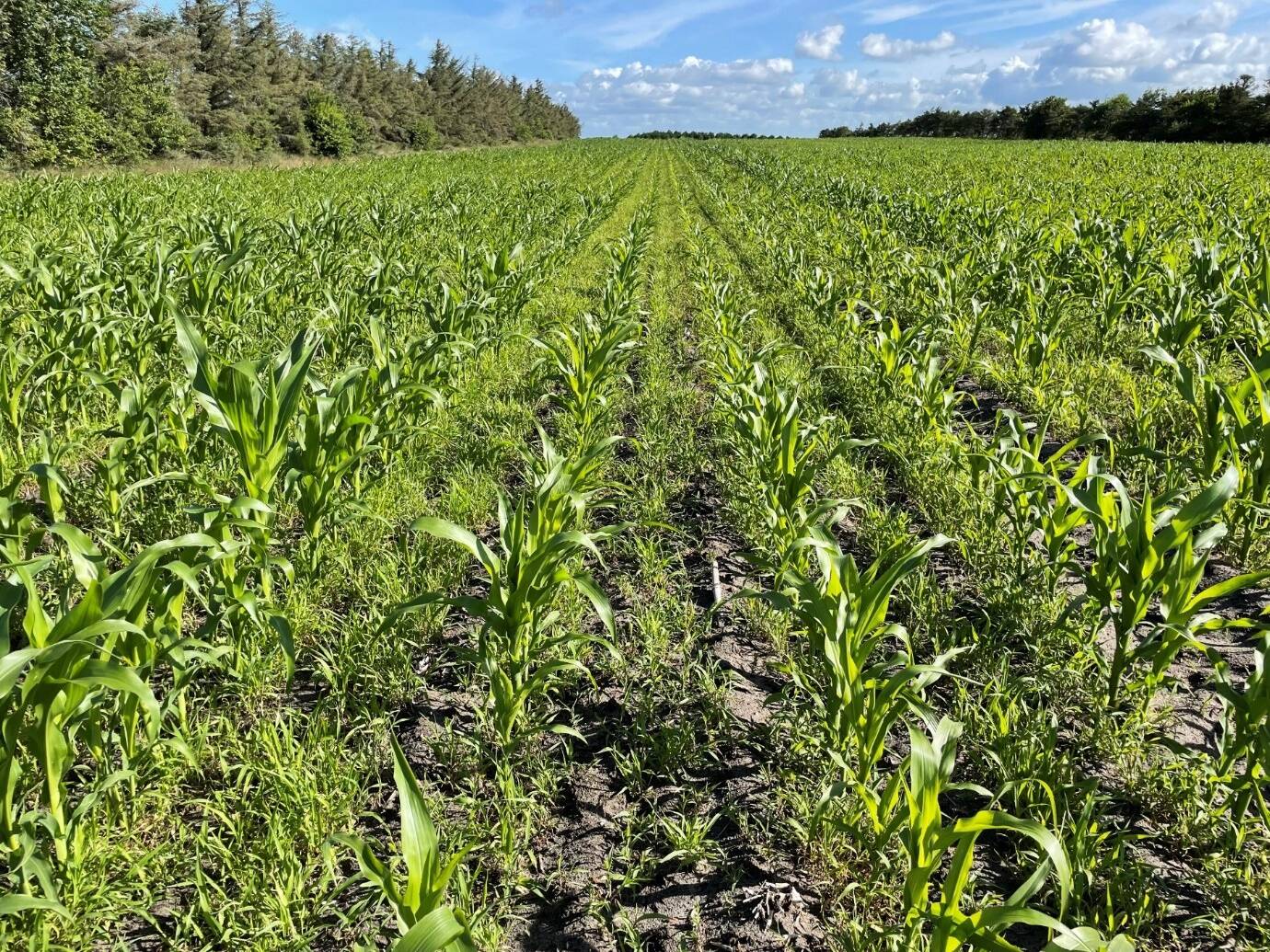 Põld Taanis, kus esineb rohelise kukeleiva resistentsus sulfuroonidele. Tehtud kolm pritsimist, kuid põld näeb endiselt umbrohtunud välja.