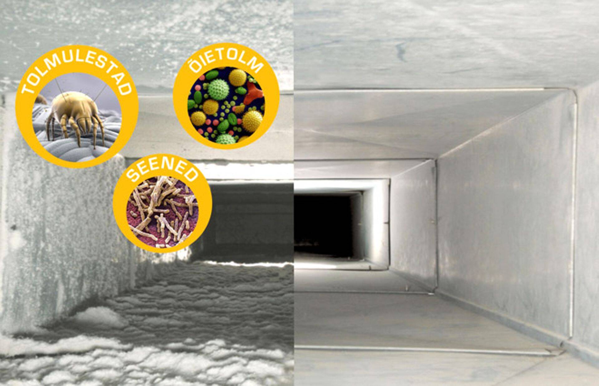 В пыльной, влажной среде азмножаются грибок и бактерии