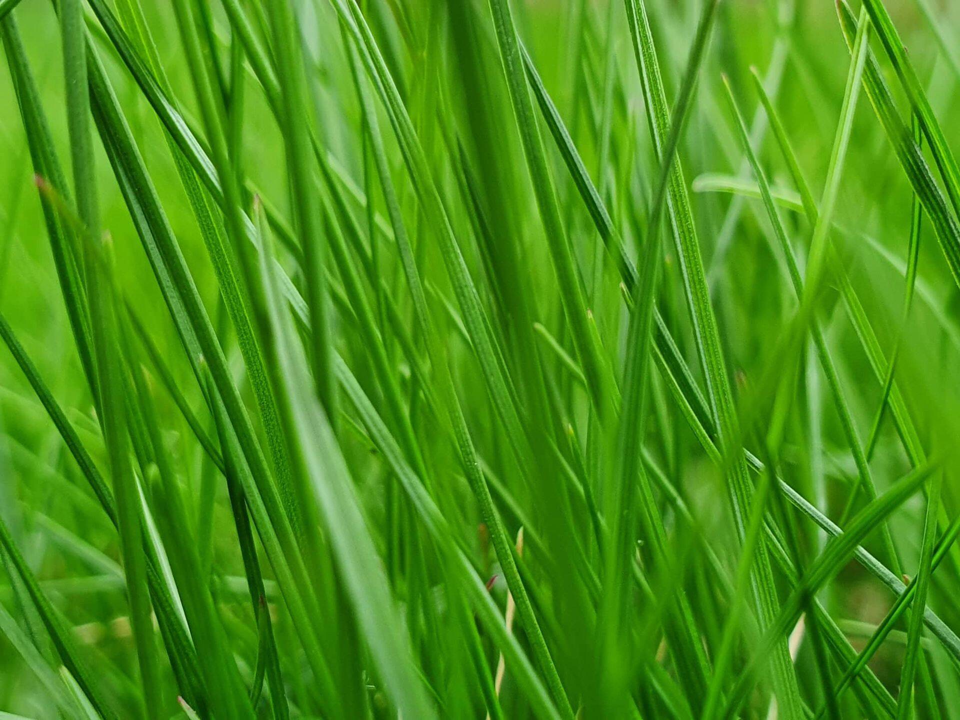 Siloseire käigus võetakse proovid Eesti eri piirkondadest ja vaadeldakse erinevaid põllukultuure.