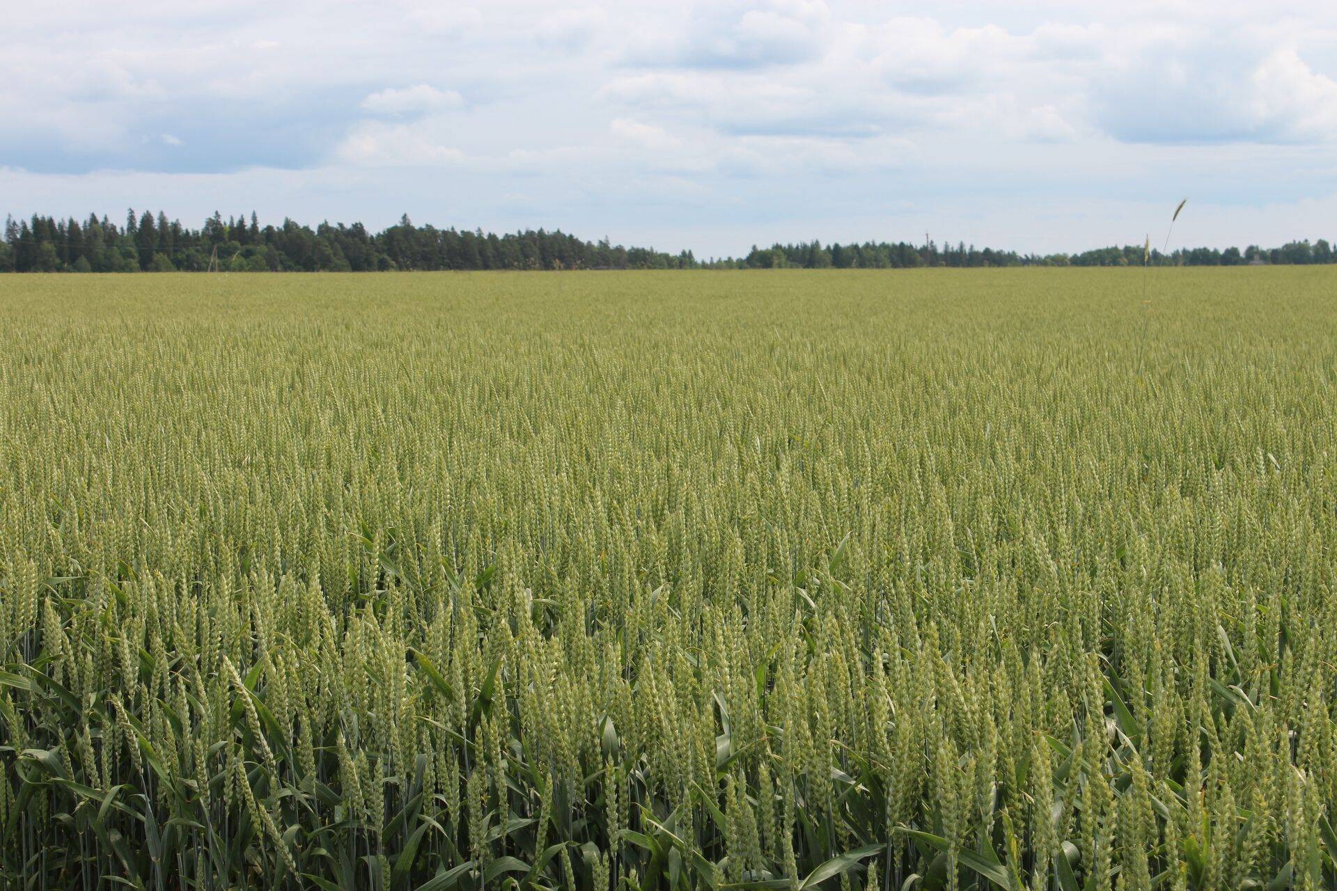 Eesti põllumeeste ja toidutööstuste peamiseks ülesandeks on oma rahva kindlustamine kodumaiste toiduainetega