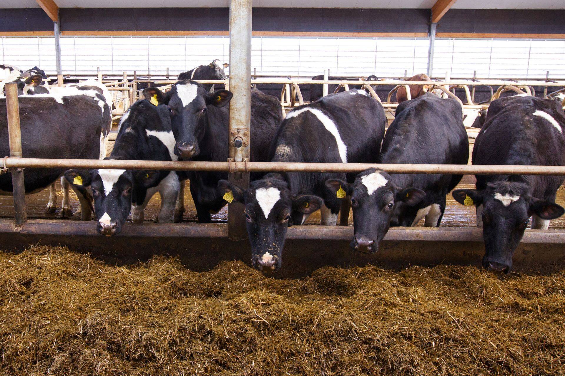 uu- ja sõrataudile on vastuvõtlikud peamiselt veised.