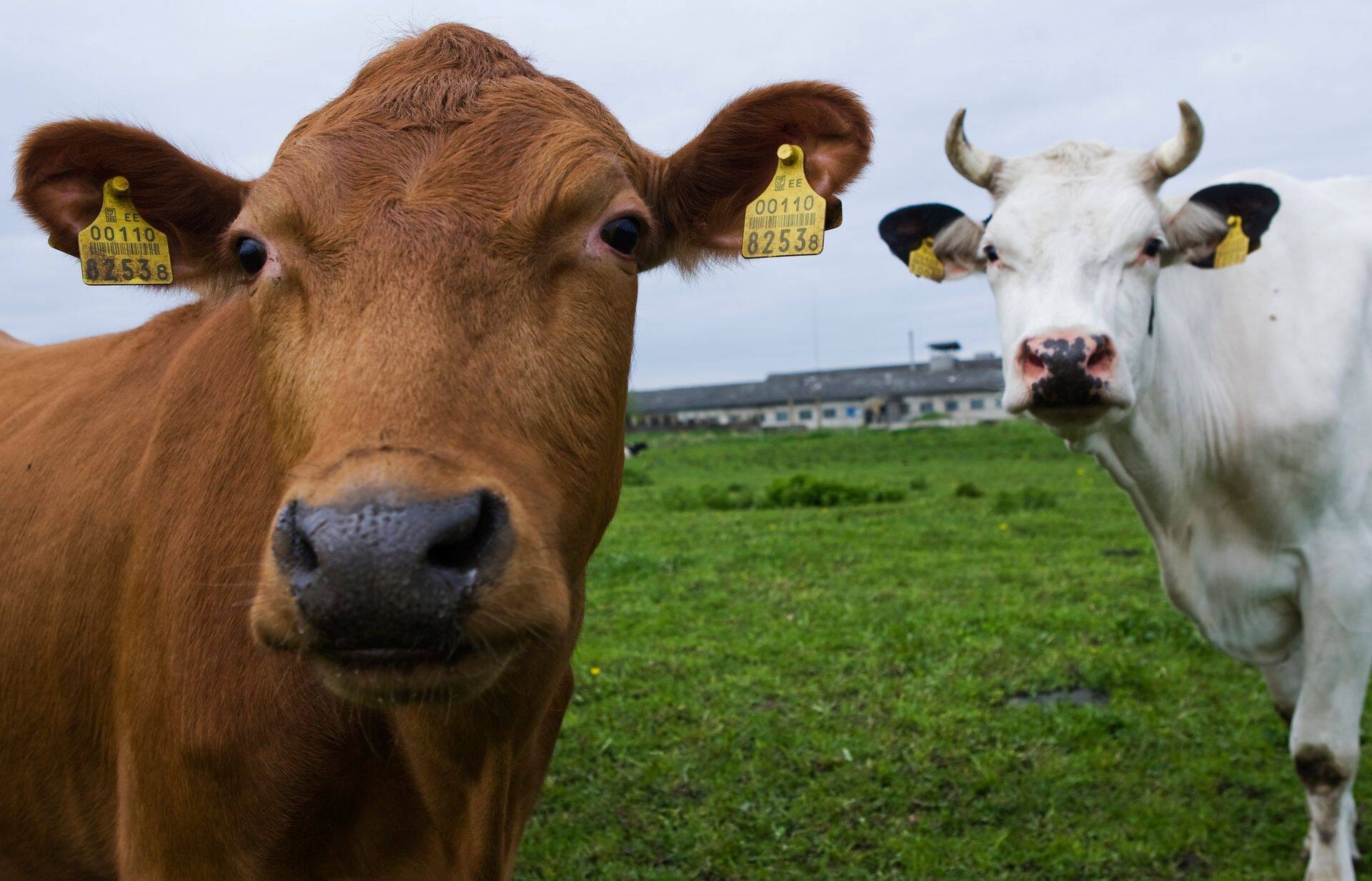 Veterinaar- ja Toiduamet moodustas kliendinõukoja