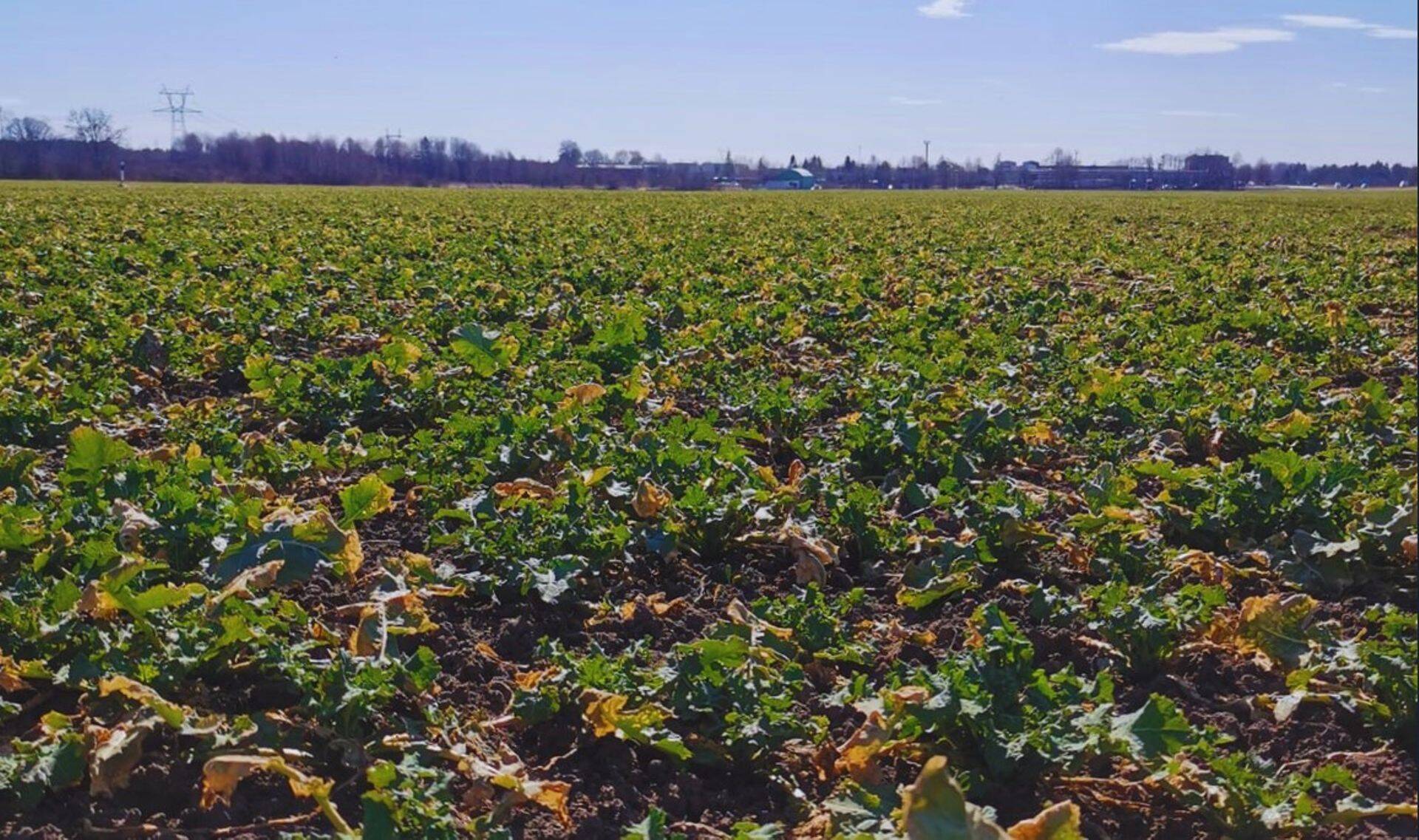 Taliraps Lõuna-Eesti 04.2023