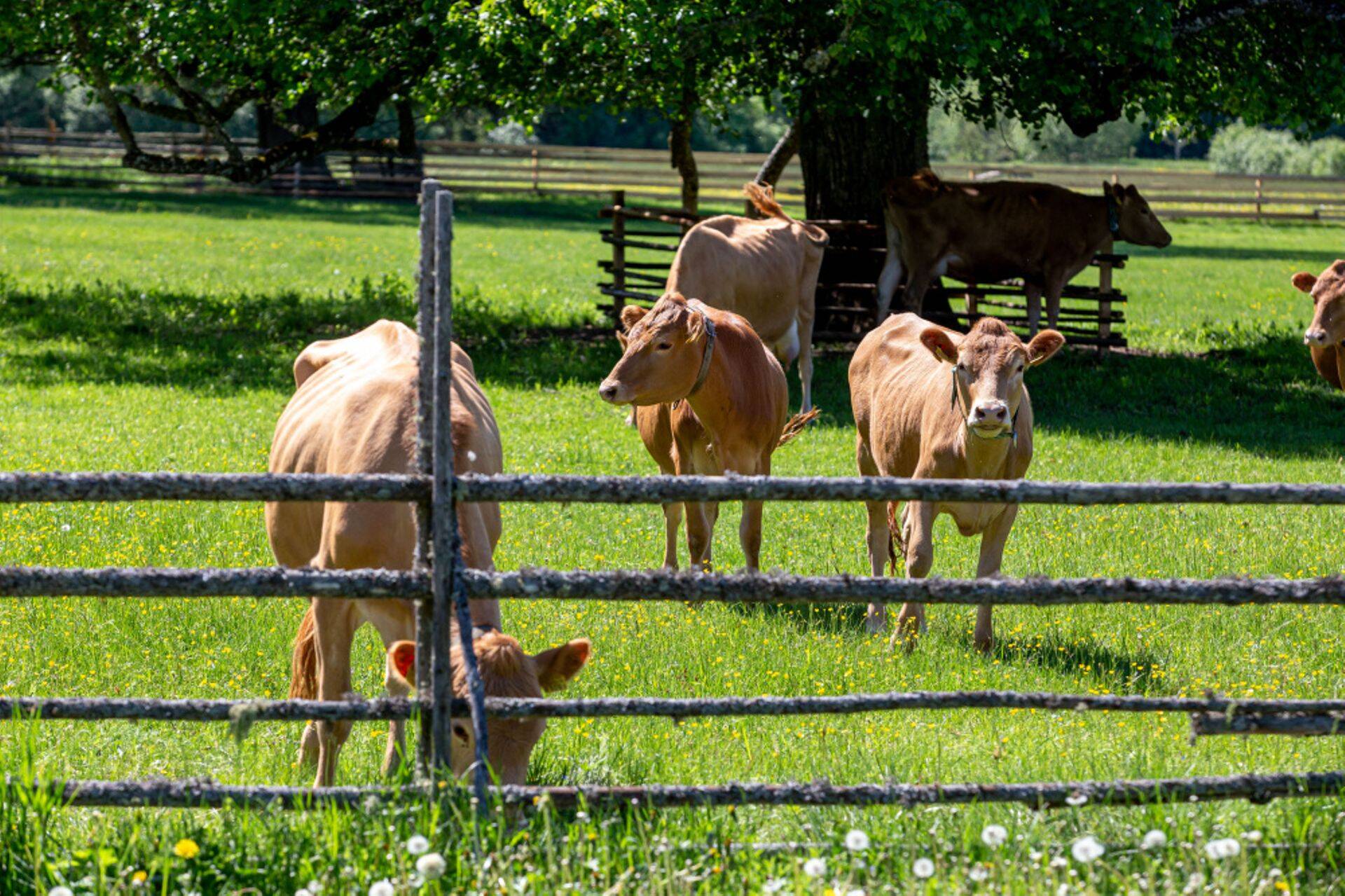C.R. Jakobsoni talumuuseum Kurgjal.