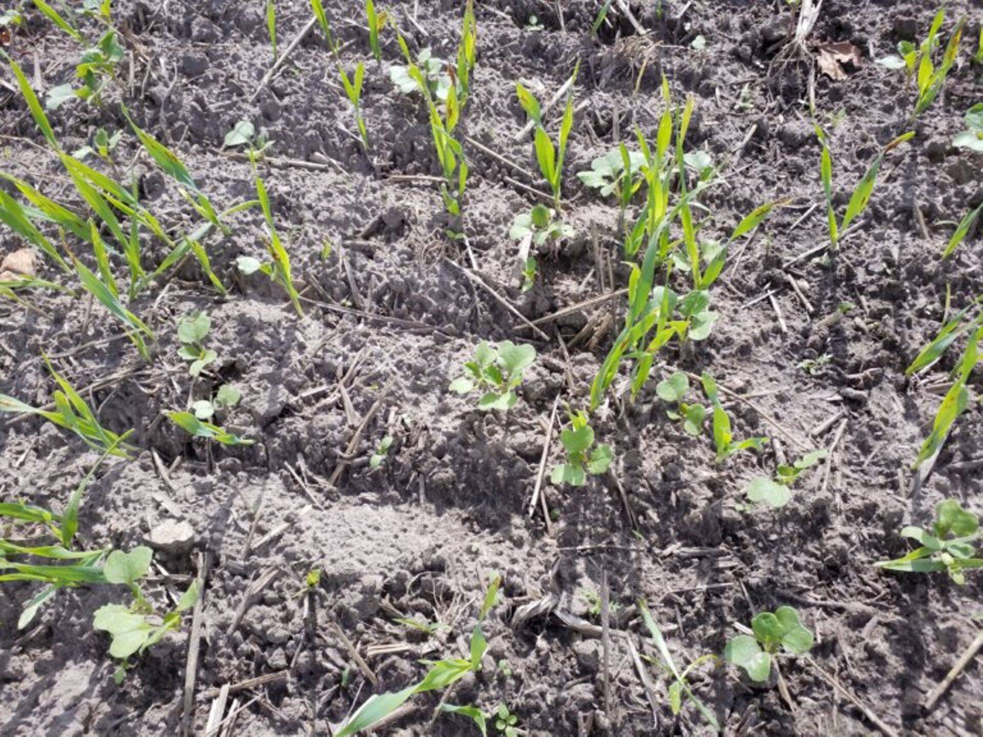 Suviodra varis talirapsis.