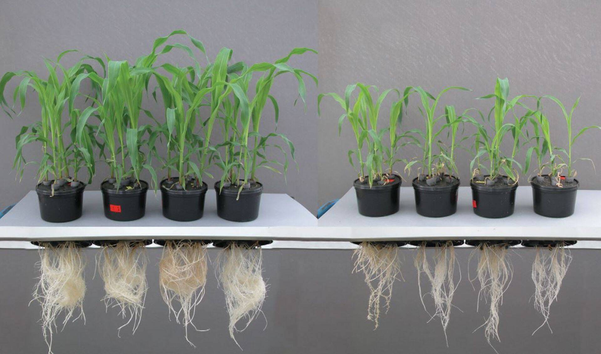 Maisi juurestiku arengu võrdlus erinevate lämmastikuvormide puhul Yara Hanninghofi katsekeskuses. Pildil vasakul nitraatlämmastik, paremal ammooniumlämmastik.