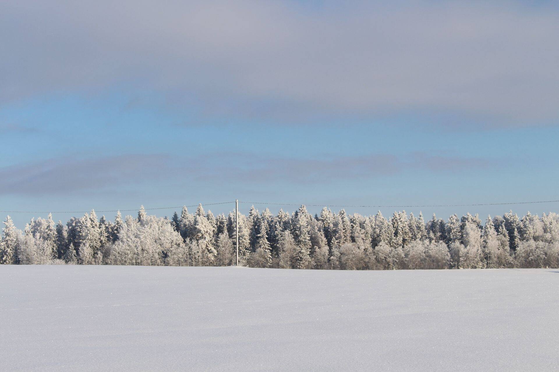 Põlisrendi lepinguga metsa müüma?
