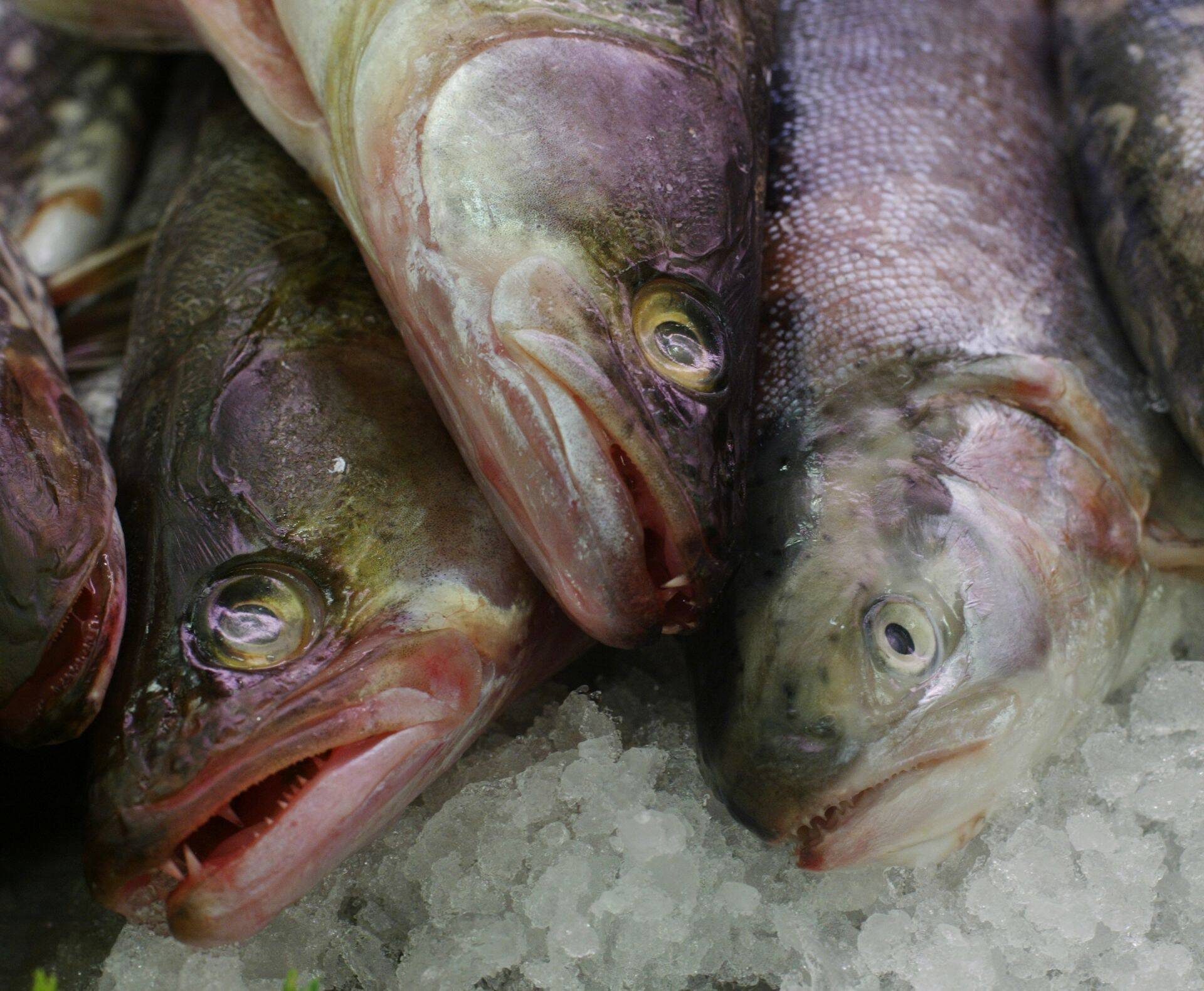 Keskkonnaminister kinnitas uue koha alammõõdu