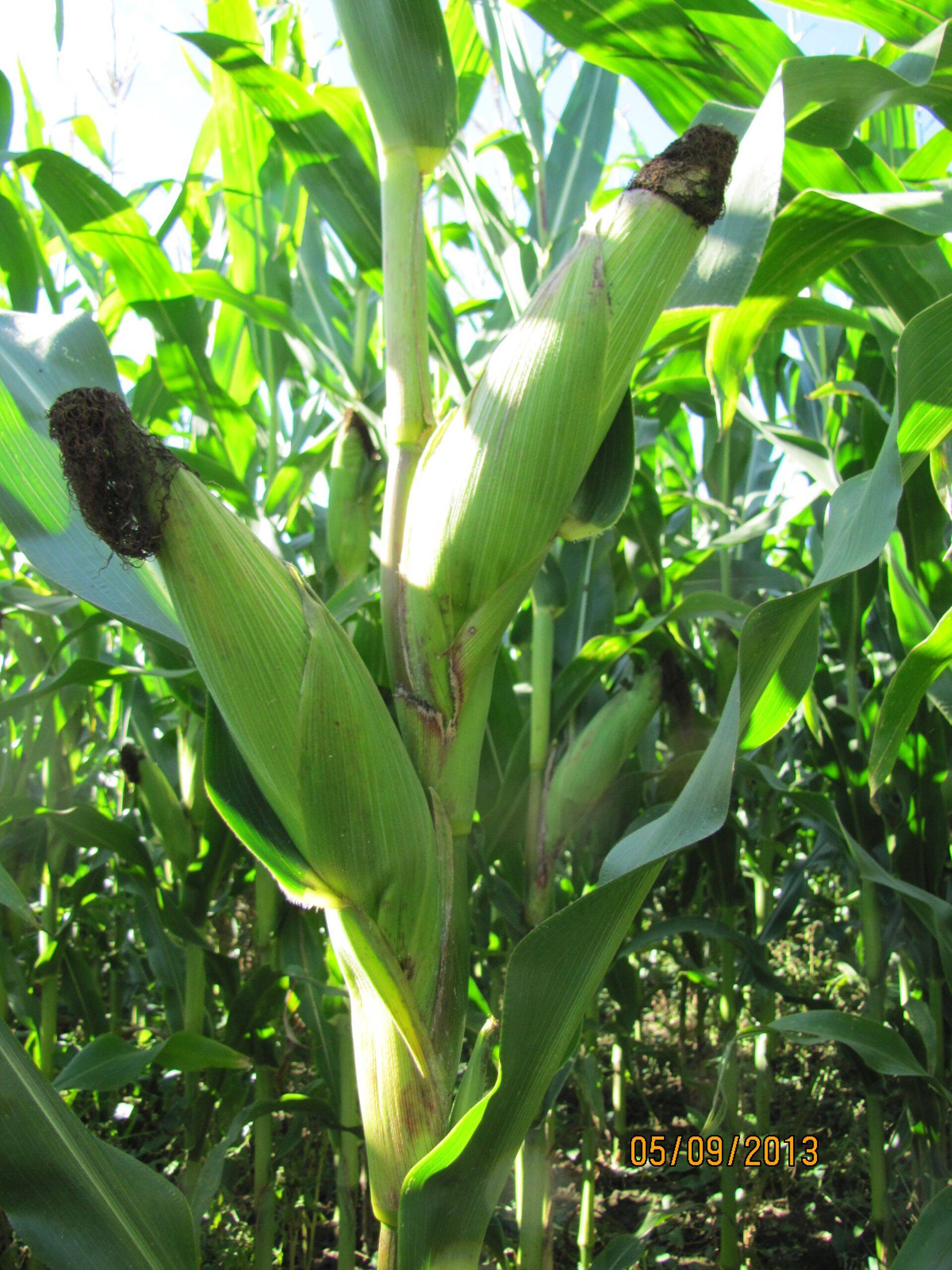 Kuidas kasvatada silomaisi?