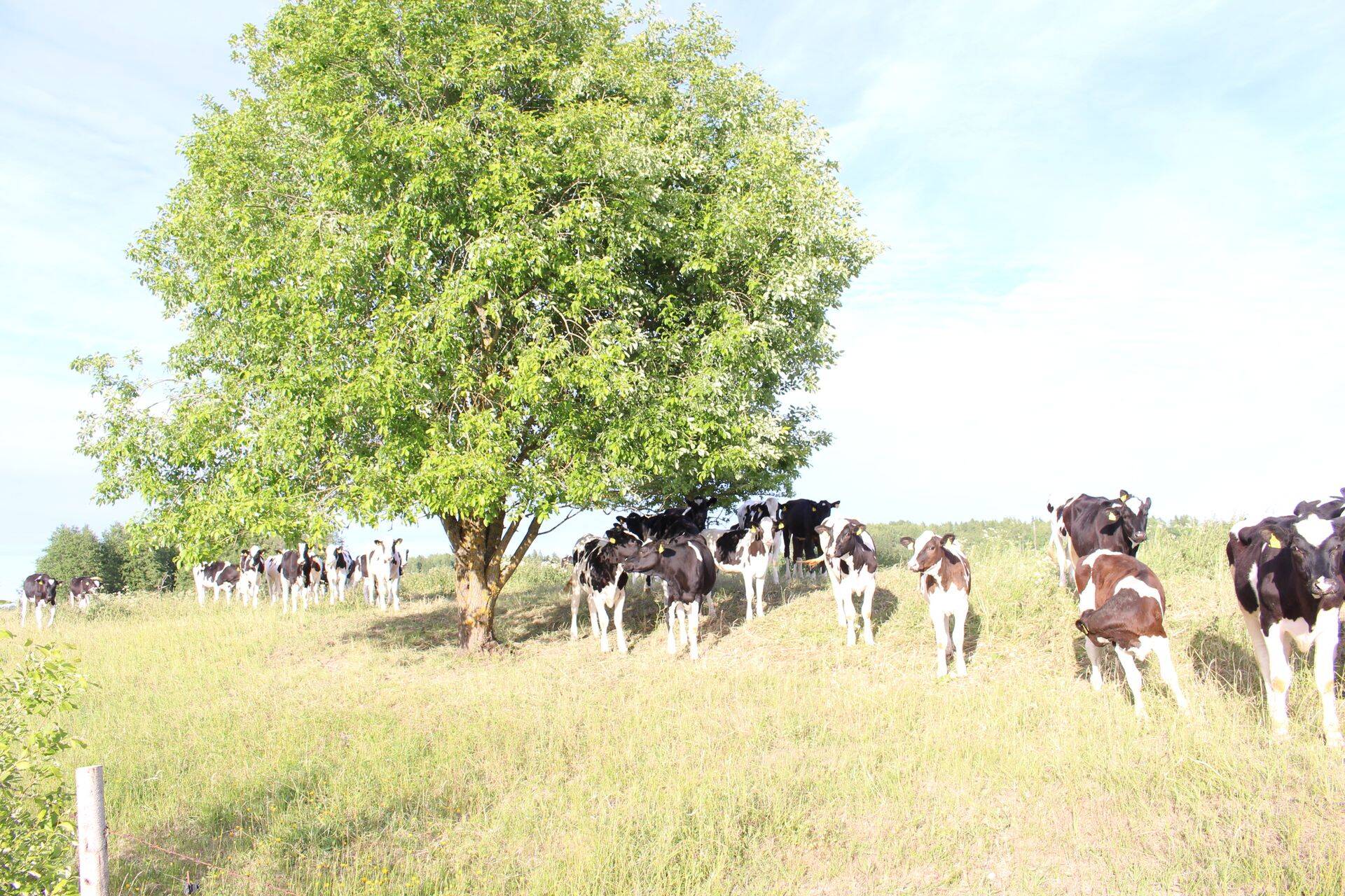 Tulevased piimalehmad.