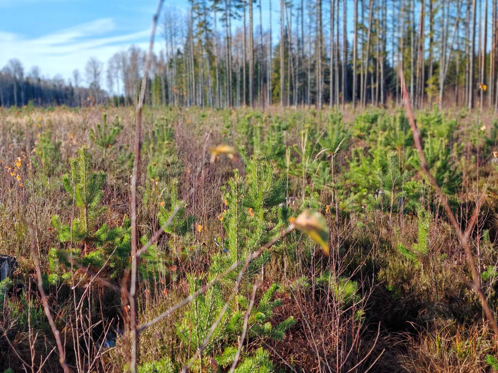 RMK soovitab 2026. aasta uuendusraiete mahuks 8410 hektarit.