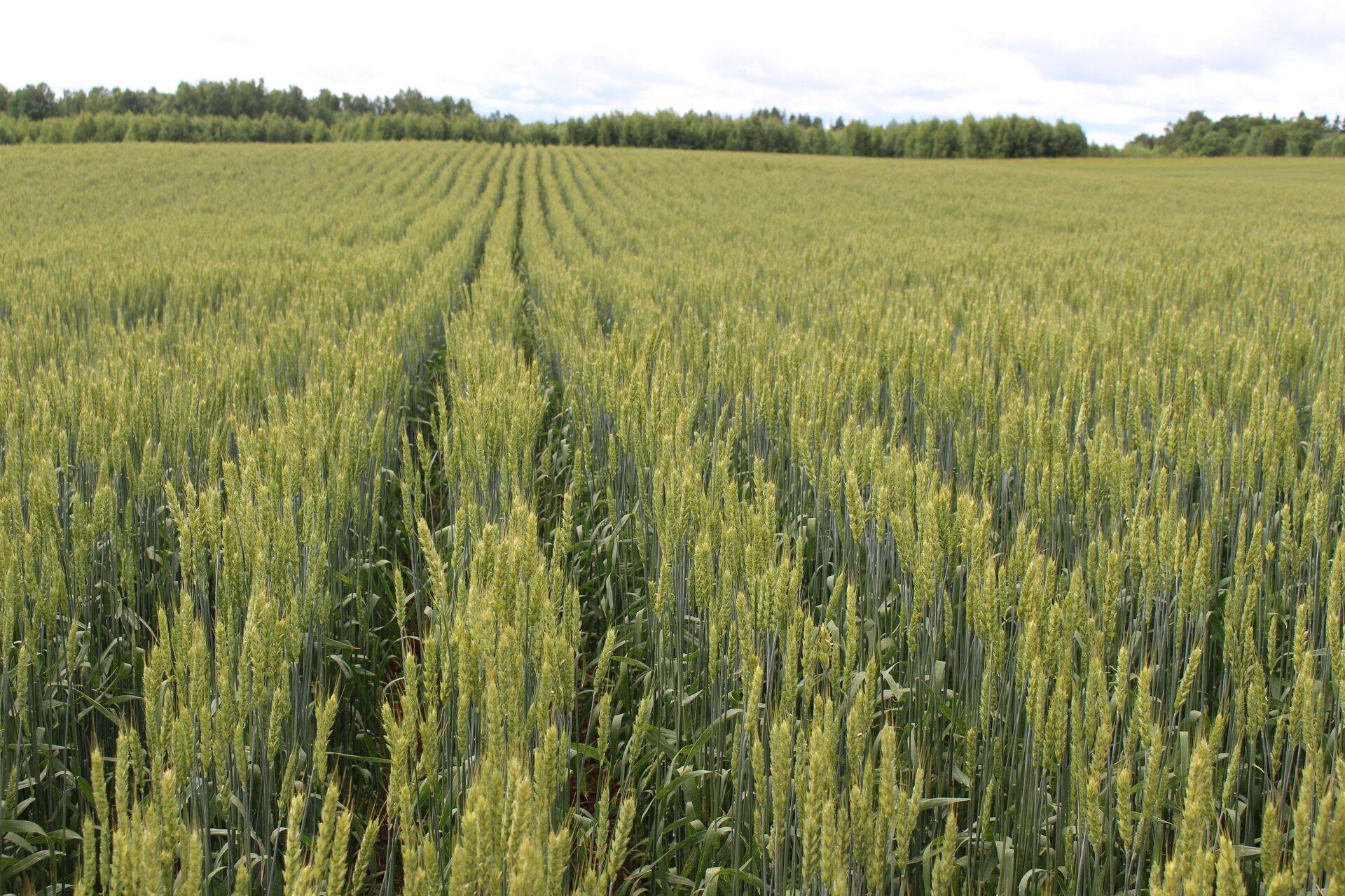 Põldkatse Rannu Seeme OÜs tänavu suvel.