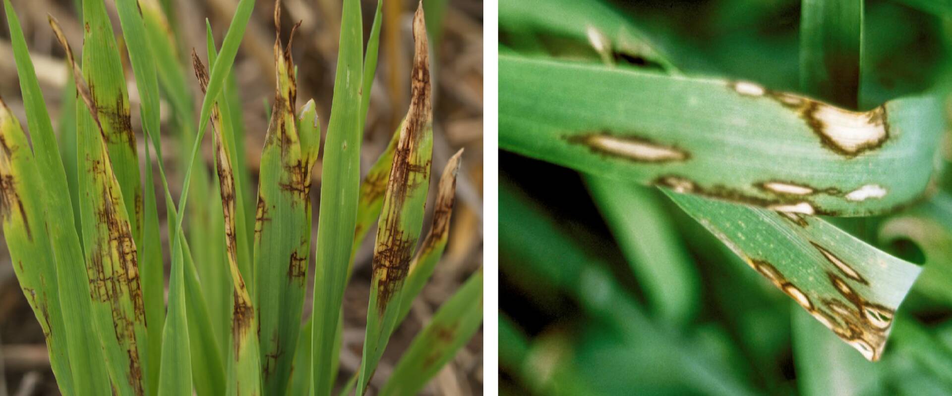 Odra võrklaiksus (vasakul) ja odra äärislaiksus