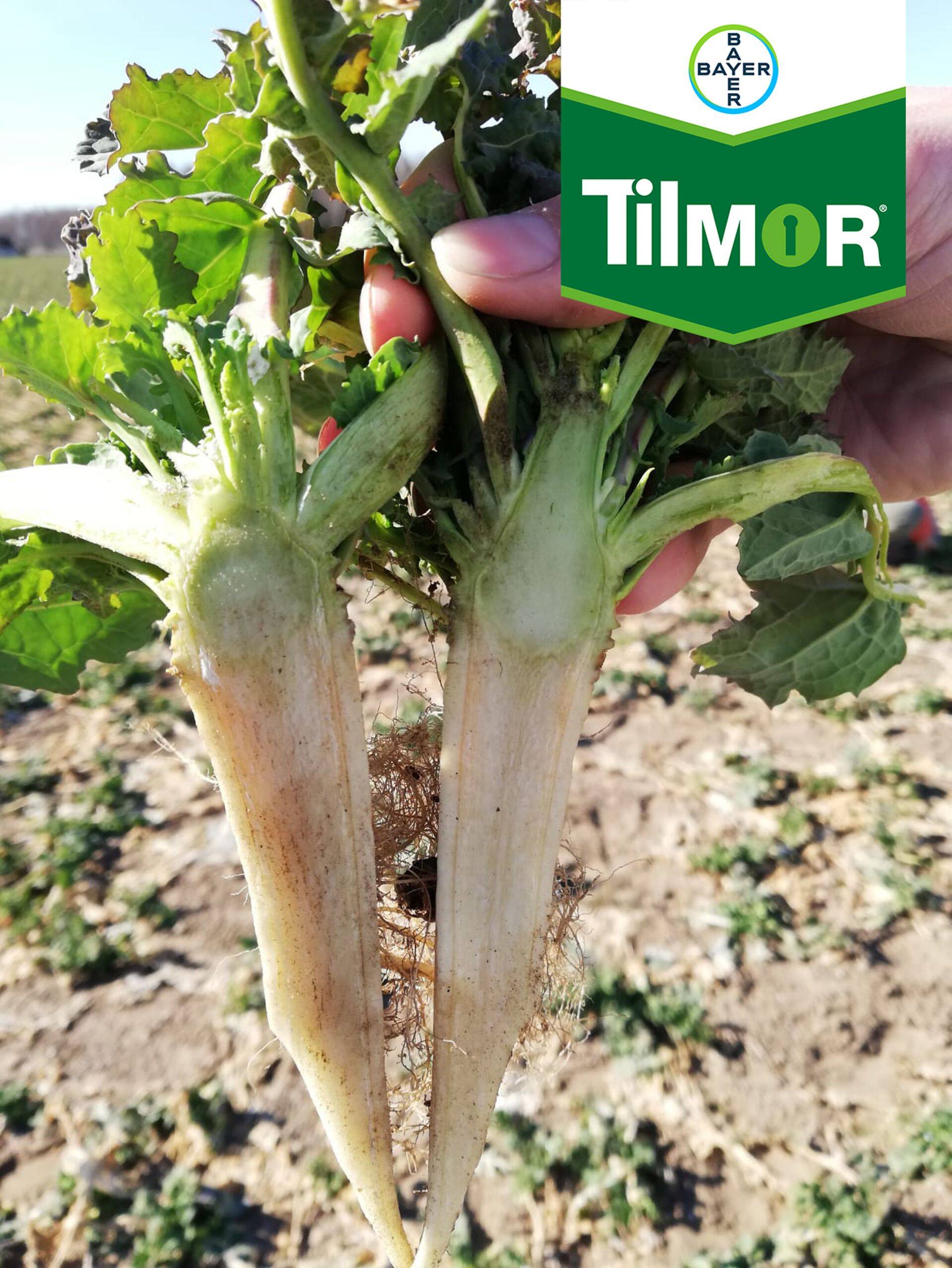 Kasvuregulaator-fungitsiid Tilmor õigeaegne kasutamine tagab terve ja tugeva taime