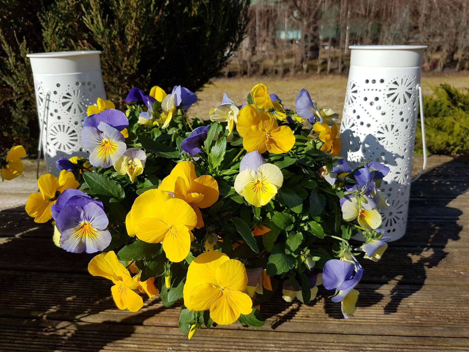 Haljastuses on Kanepi Aiand tuntud tegija