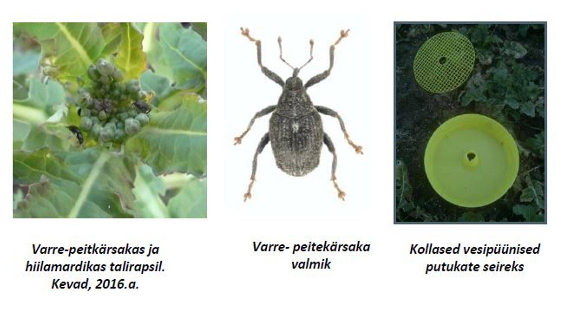 Põlluinfo:: varrepeitkärsakas juba toimetab